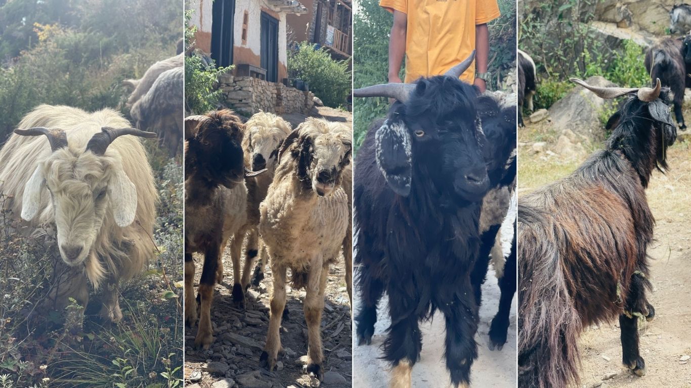 Goat-1770216121.jpg