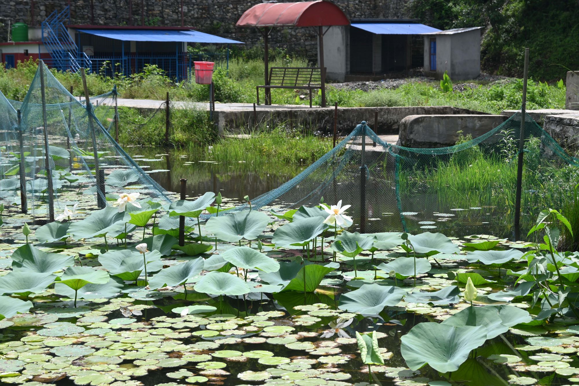 Gudepokhari,-pokhara_-571-1751255556.jpg