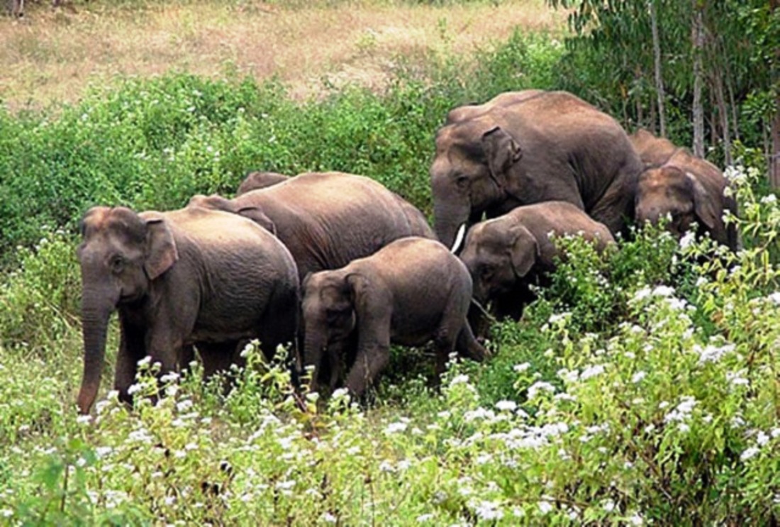 हात्तीले धानबाली नोक्सान, वडाध्यक्षसहितकाे टाेली रातभर जाग्राम