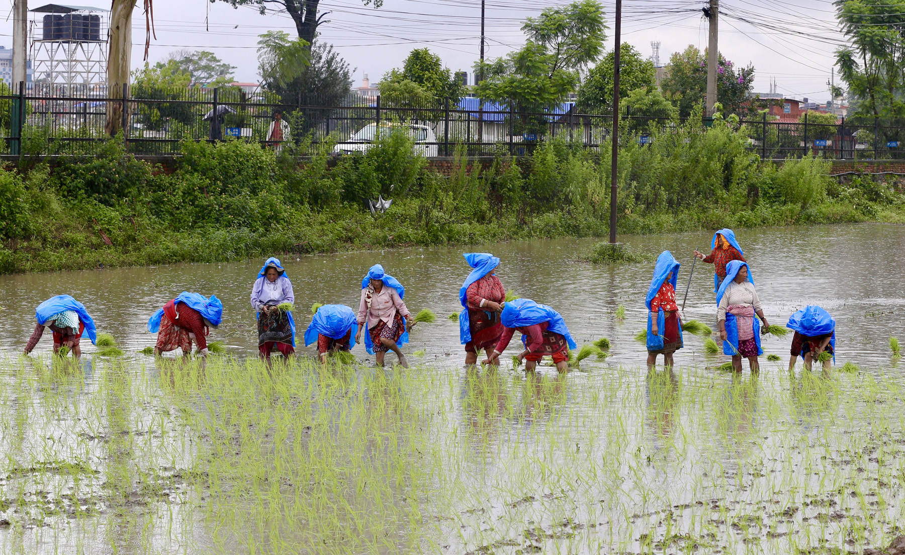 देशभर १७ प्रतिशत मात्र रोपाइँ