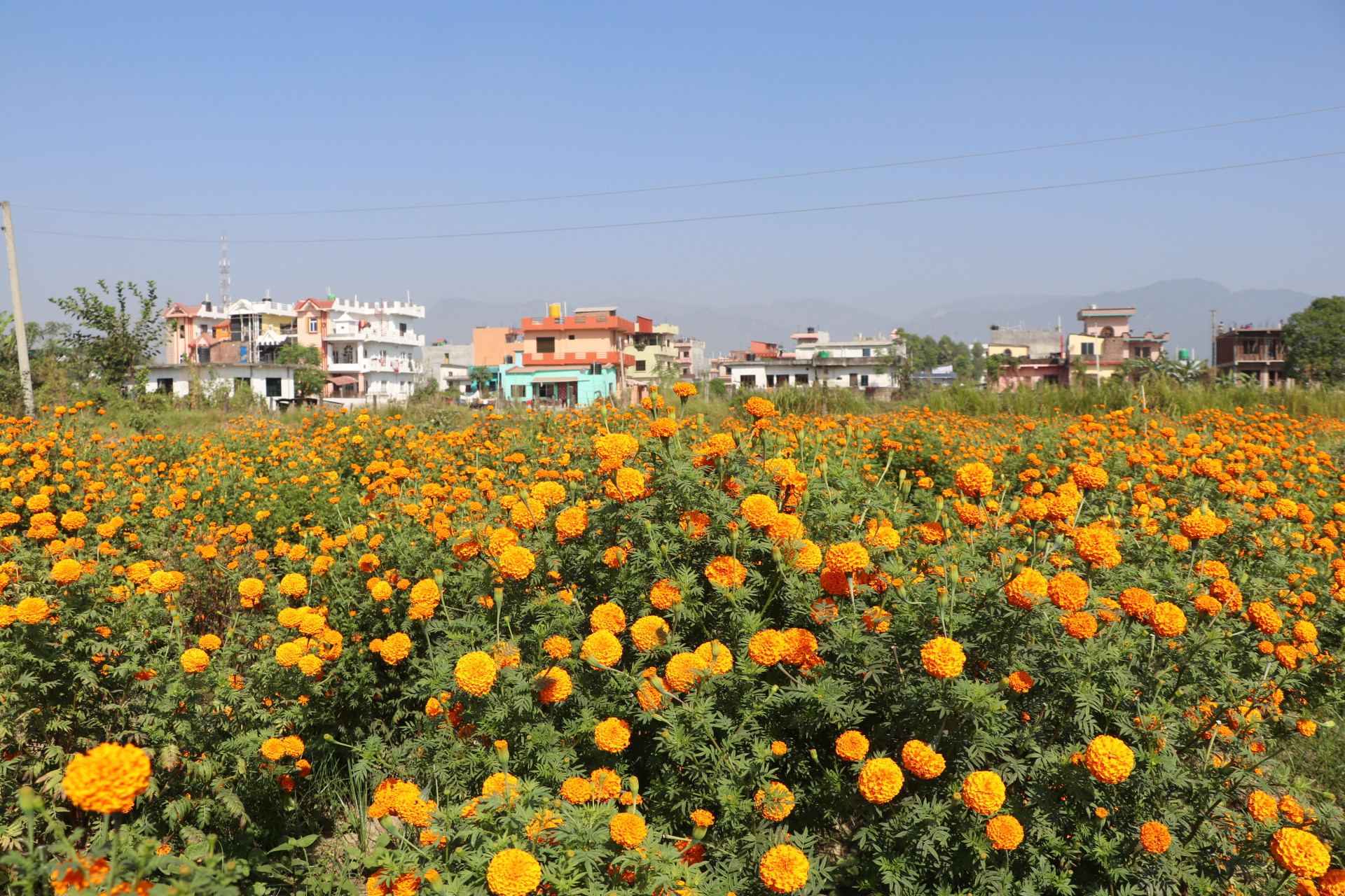 आयो तिहार, ढकमक्क फुले फूल (फोटो फिचर)