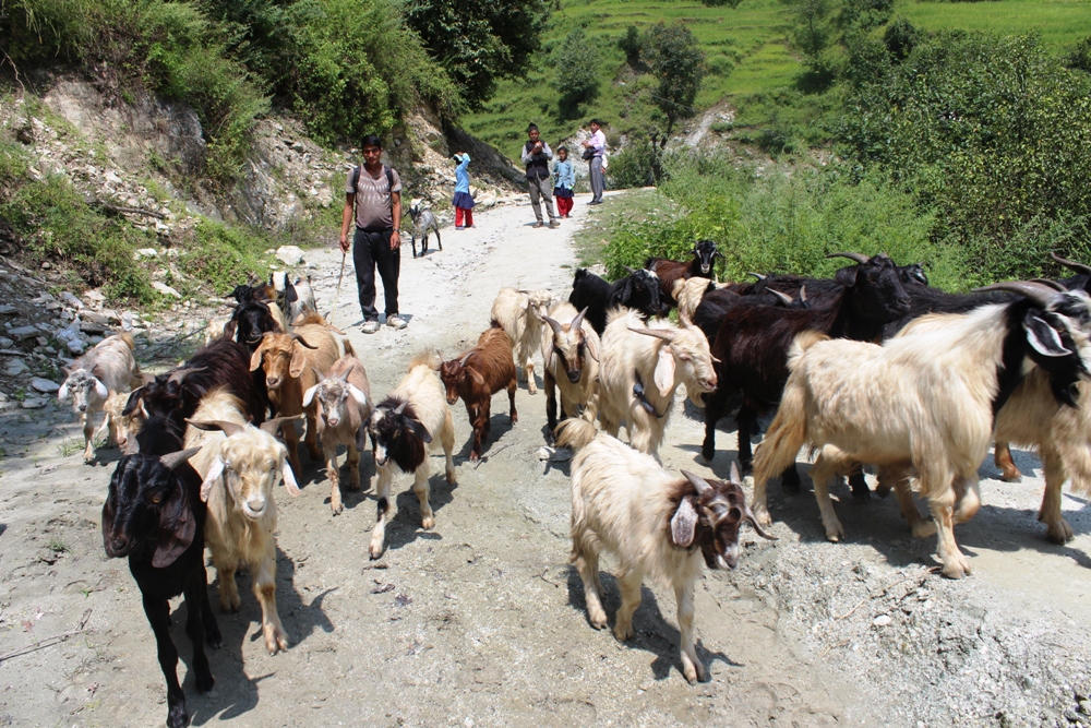 दसैँका लागि हिमालपारिकाे जिल्लाबाट निकालिए १२ हजार भेडा-च्याङ्ग्रा, मूल्य पनि बढ्याे