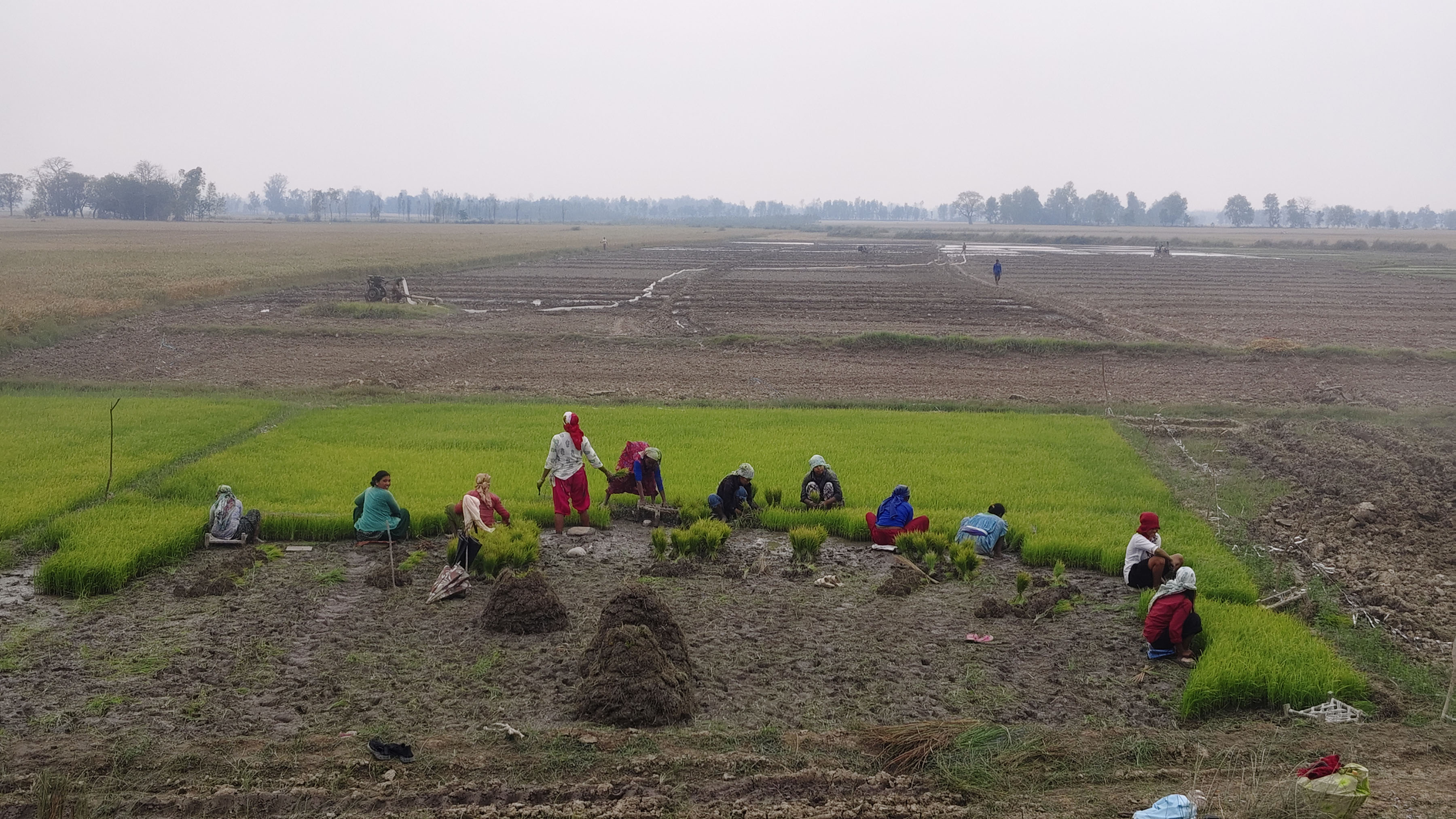 मौसम बदलीले अन्नबाली नष्ट हुन थालेपछि किसान चिन्तित