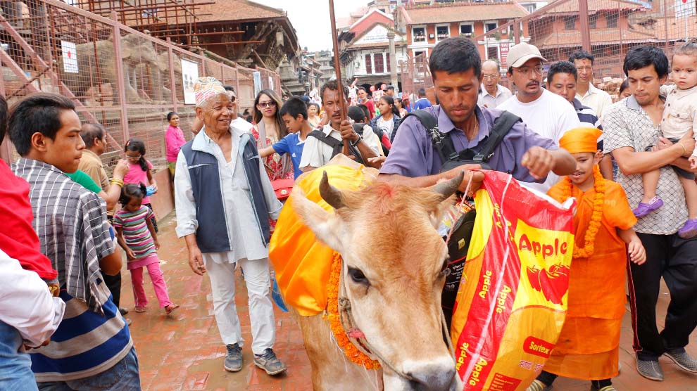 दिवङ्गत आफन्तको सम्झनामा आज गाईजात्रा मनाइँदै