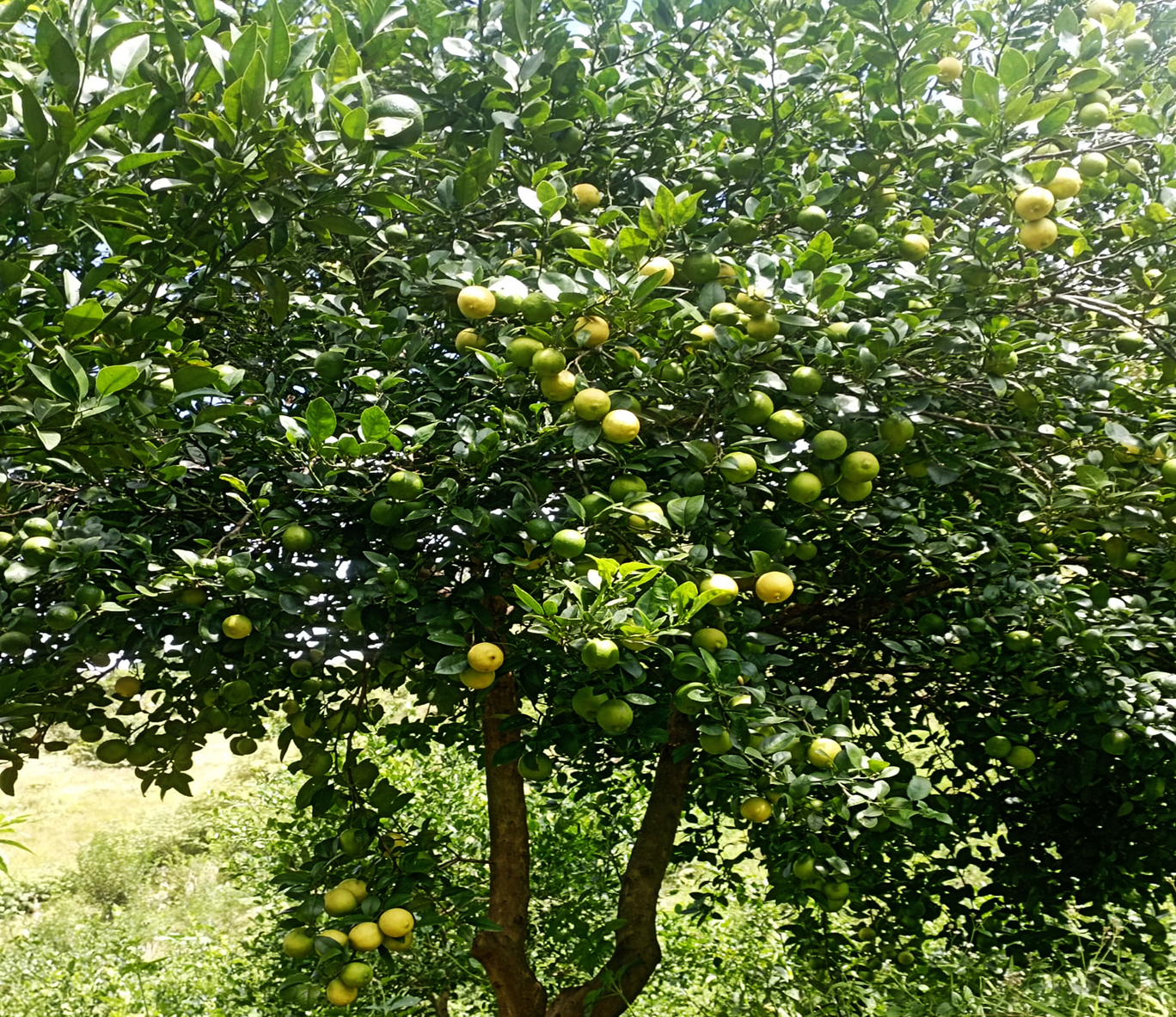 २७ वर्ष विदेशमा पसिना बगाएर फर्किएका धर्मराज, अहिले गाउँमै कागती खेतीमा रमाइरहेका छन्