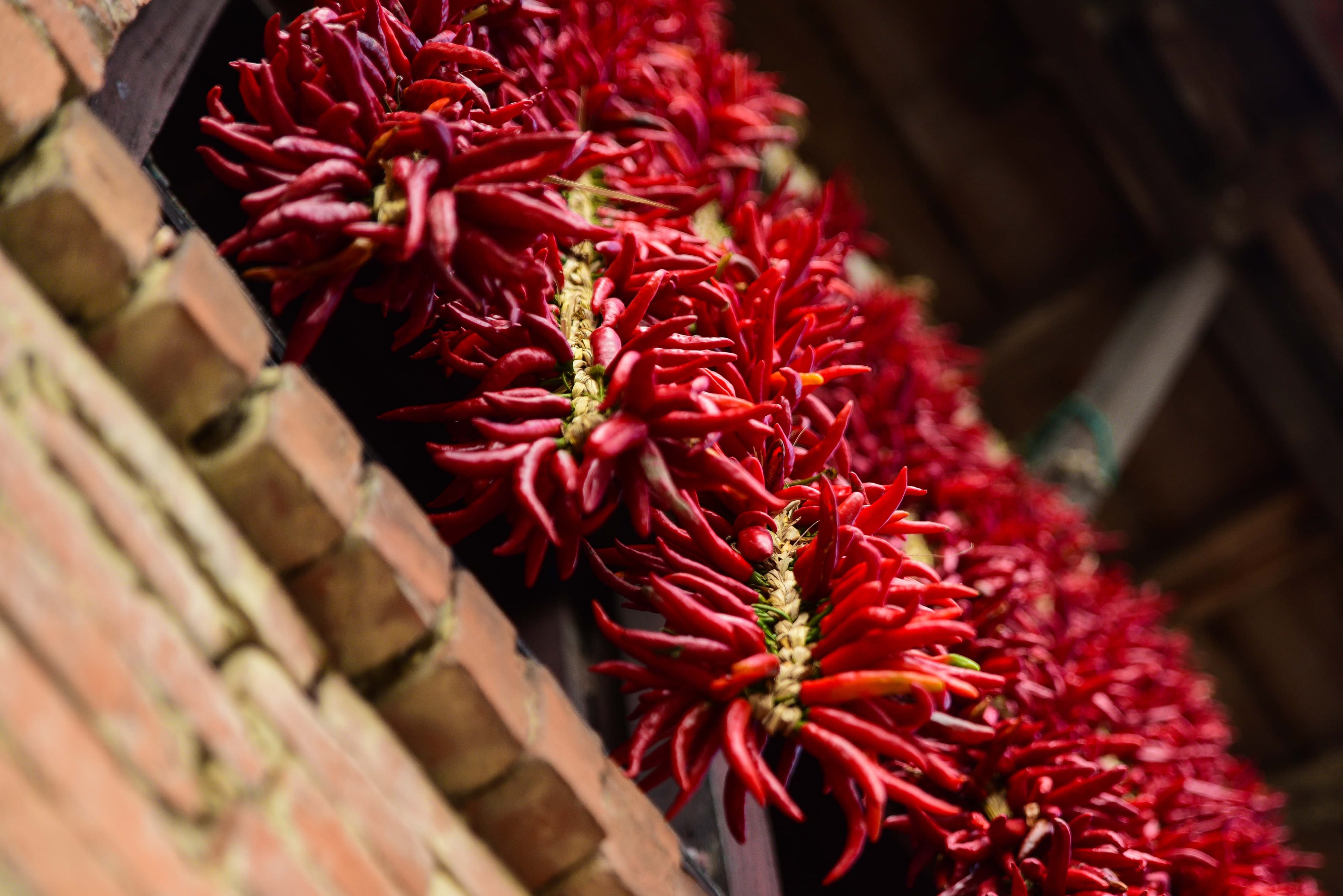 Khokana-Red-chilli_NPL-(15)-1754544425.jpeg