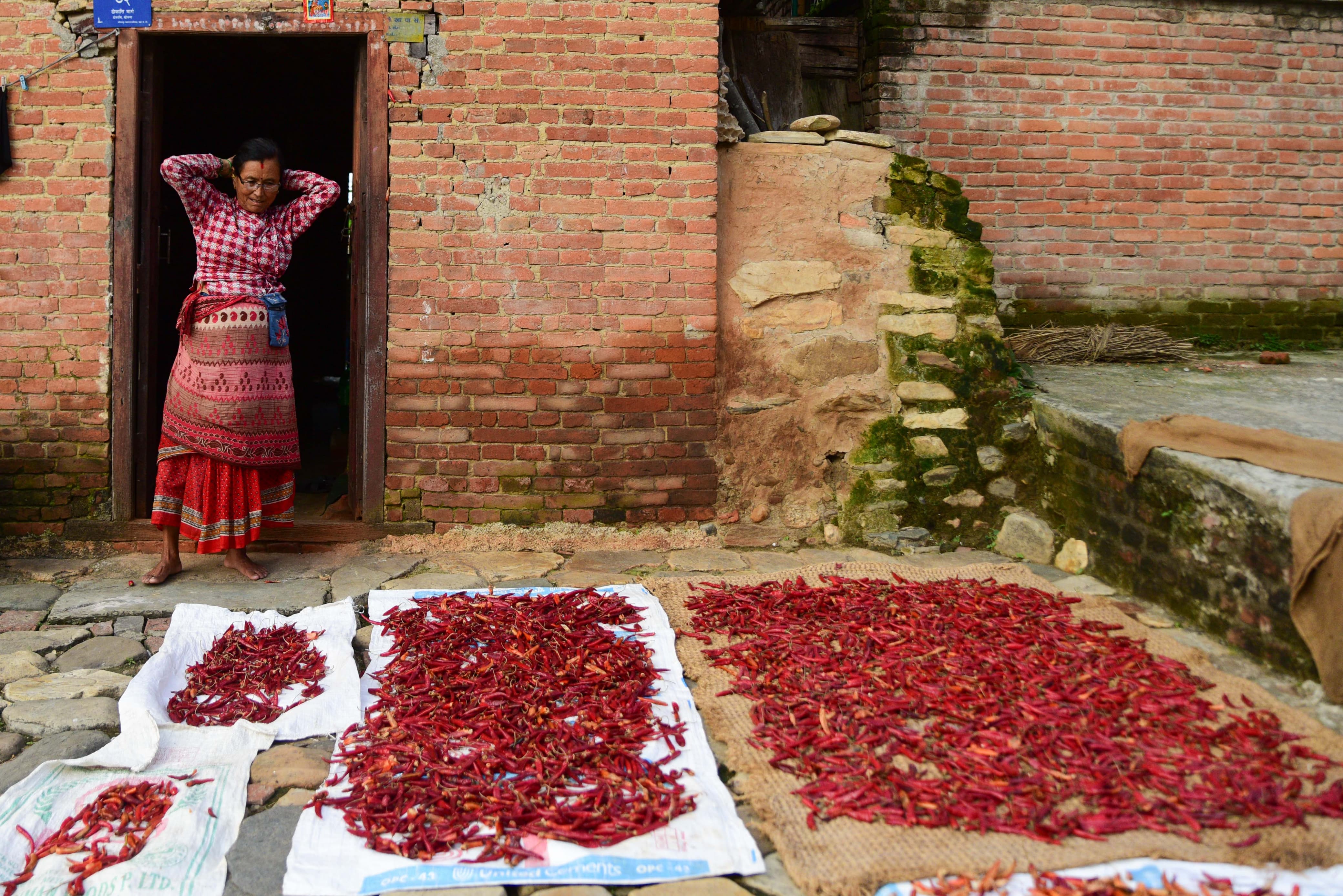 Khokana-Red-chilli_NPL-(16)-1754544421.jpeg