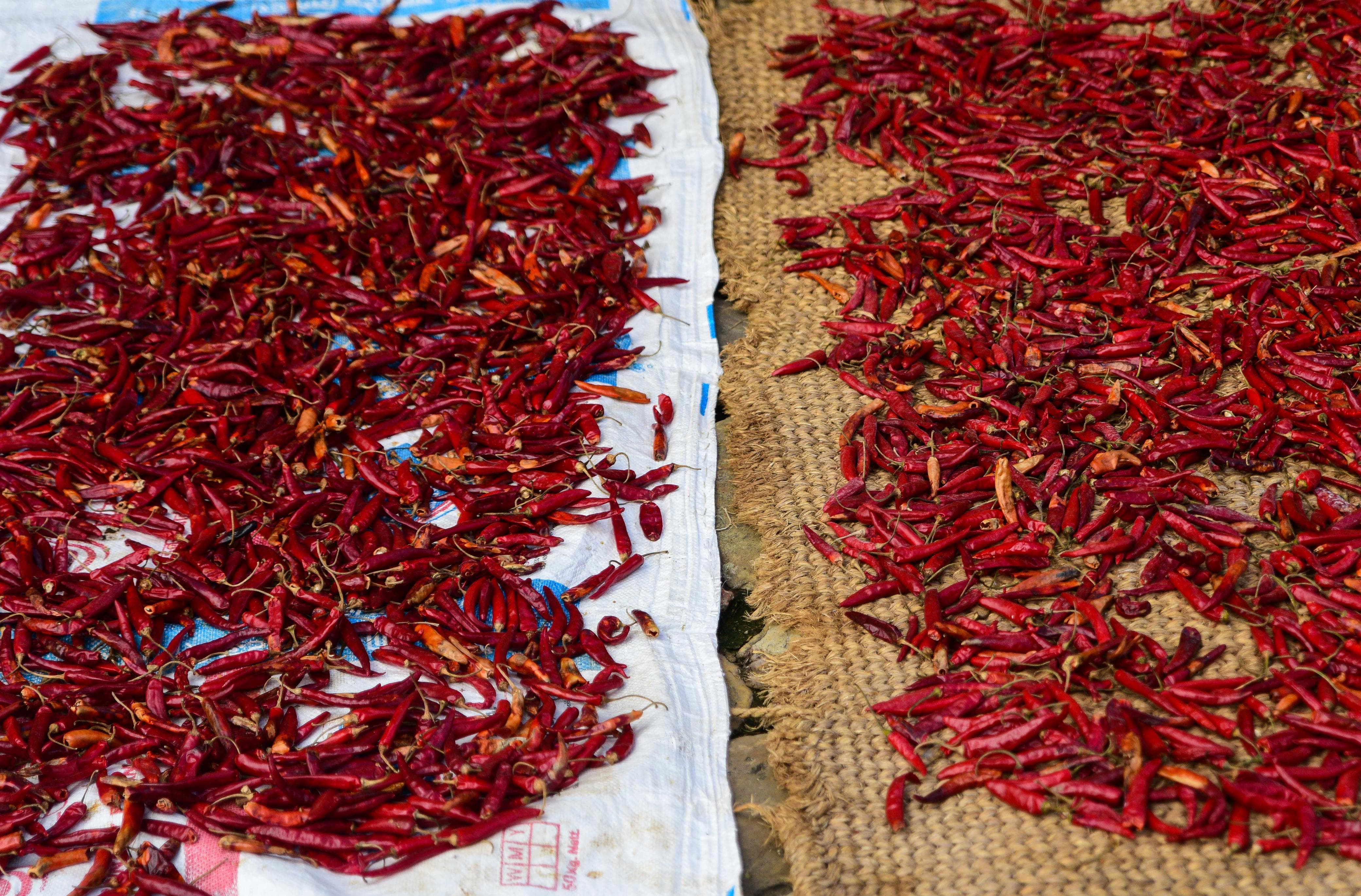 Khokana-Red-chilli_NPL-(21)-1754544415.jpeg