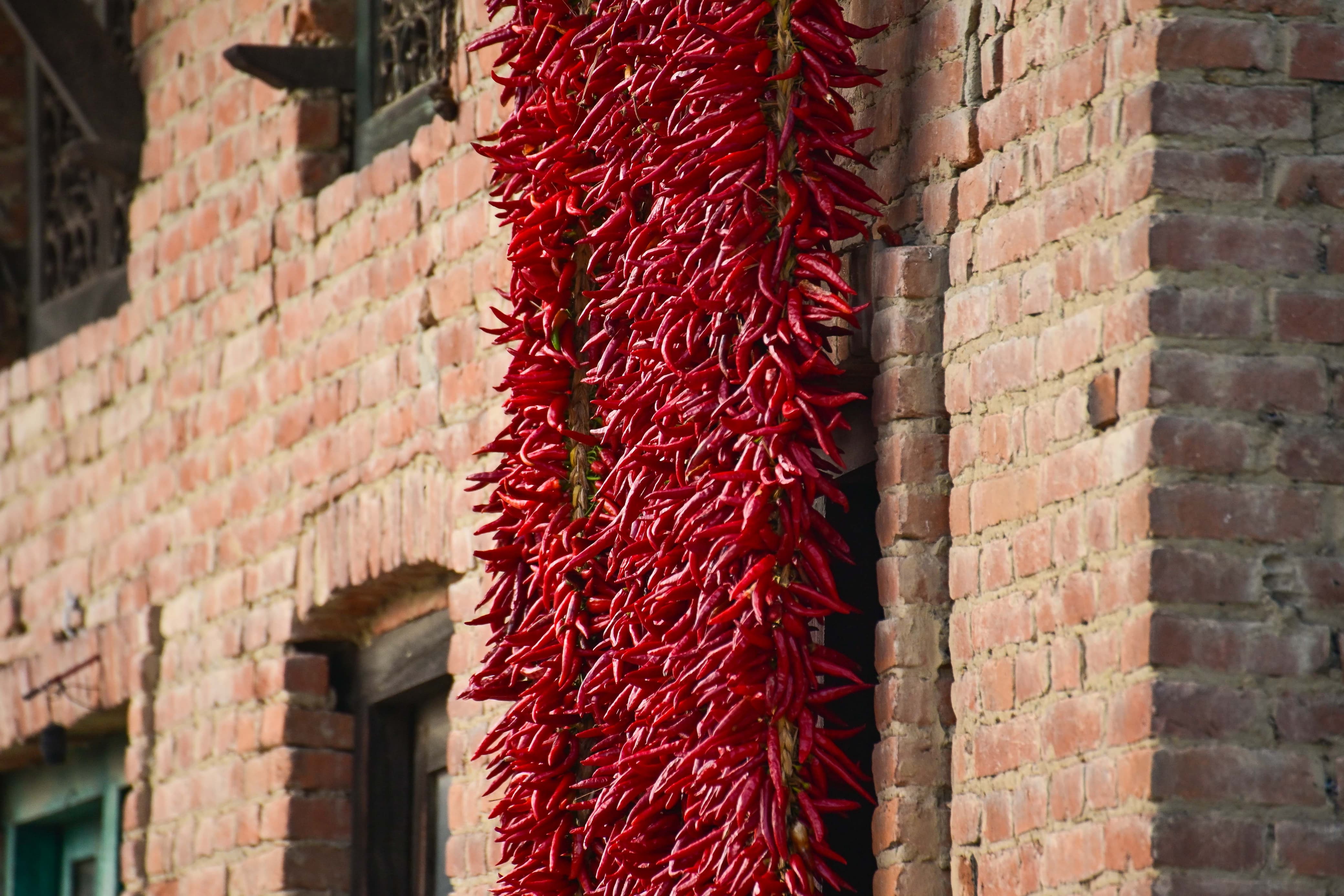 Khokana-Red-chilli_NPL-(25)-1754544412.jpeg