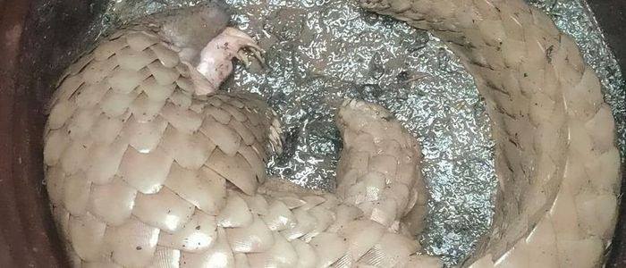 कैलालीमा भेटियाे दुर्लभ साल माछा