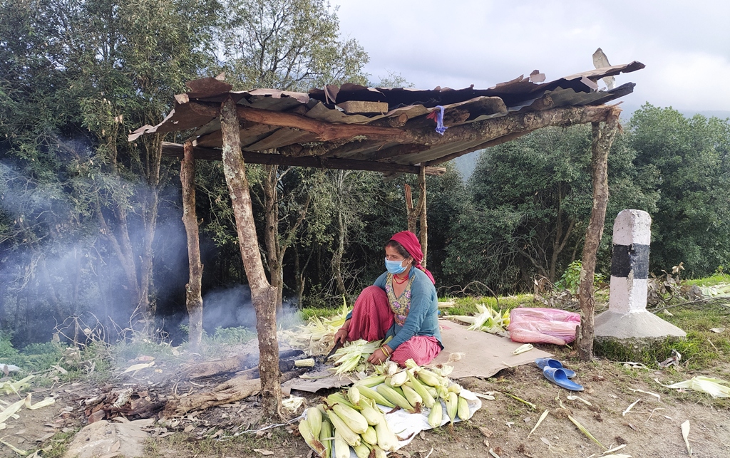 मकै पाेलेर चल्छ साँझबिहानको छाक