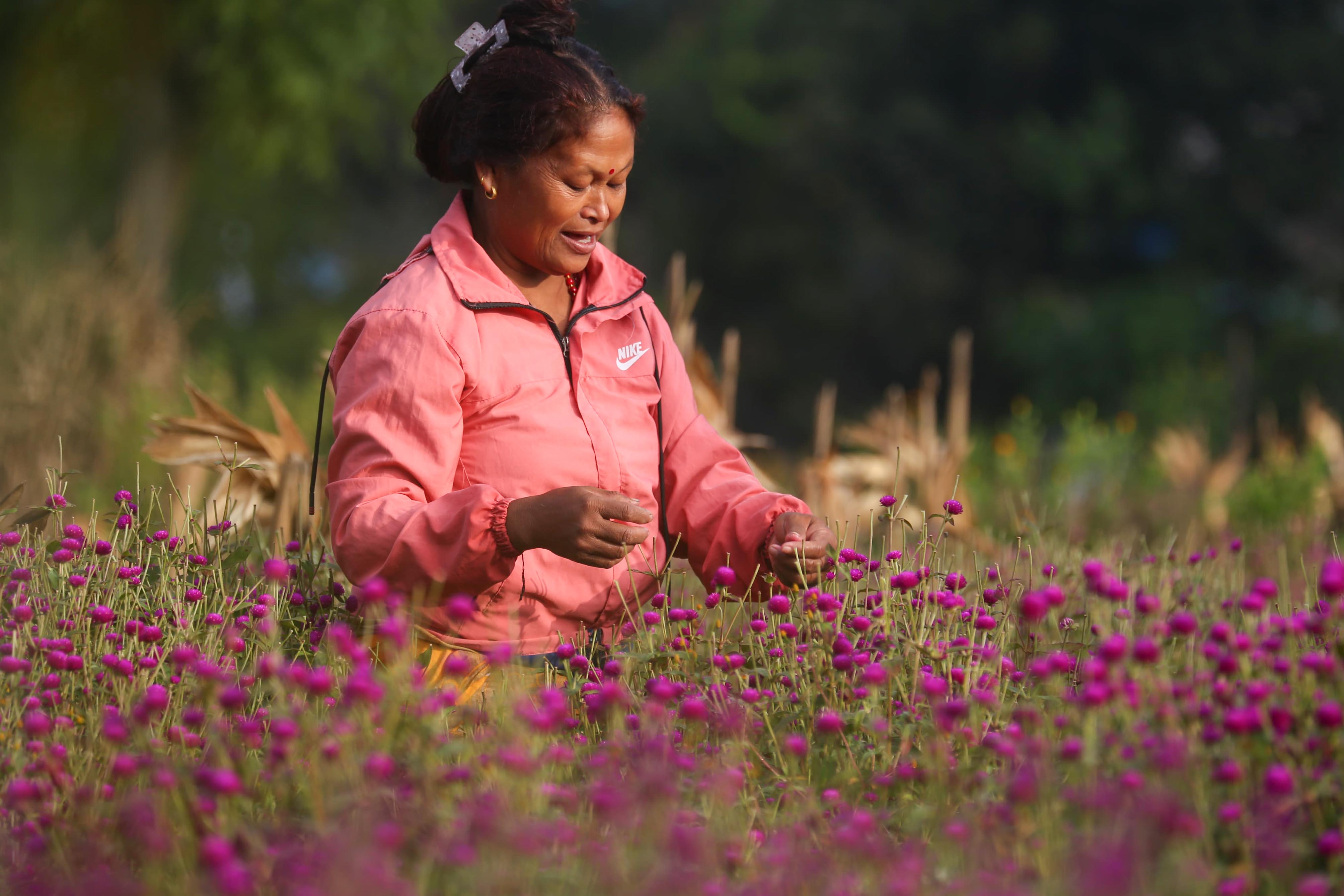 Makhamali-flower_Gundu_-Bhaktapur_-(10)-1759985919.jpg