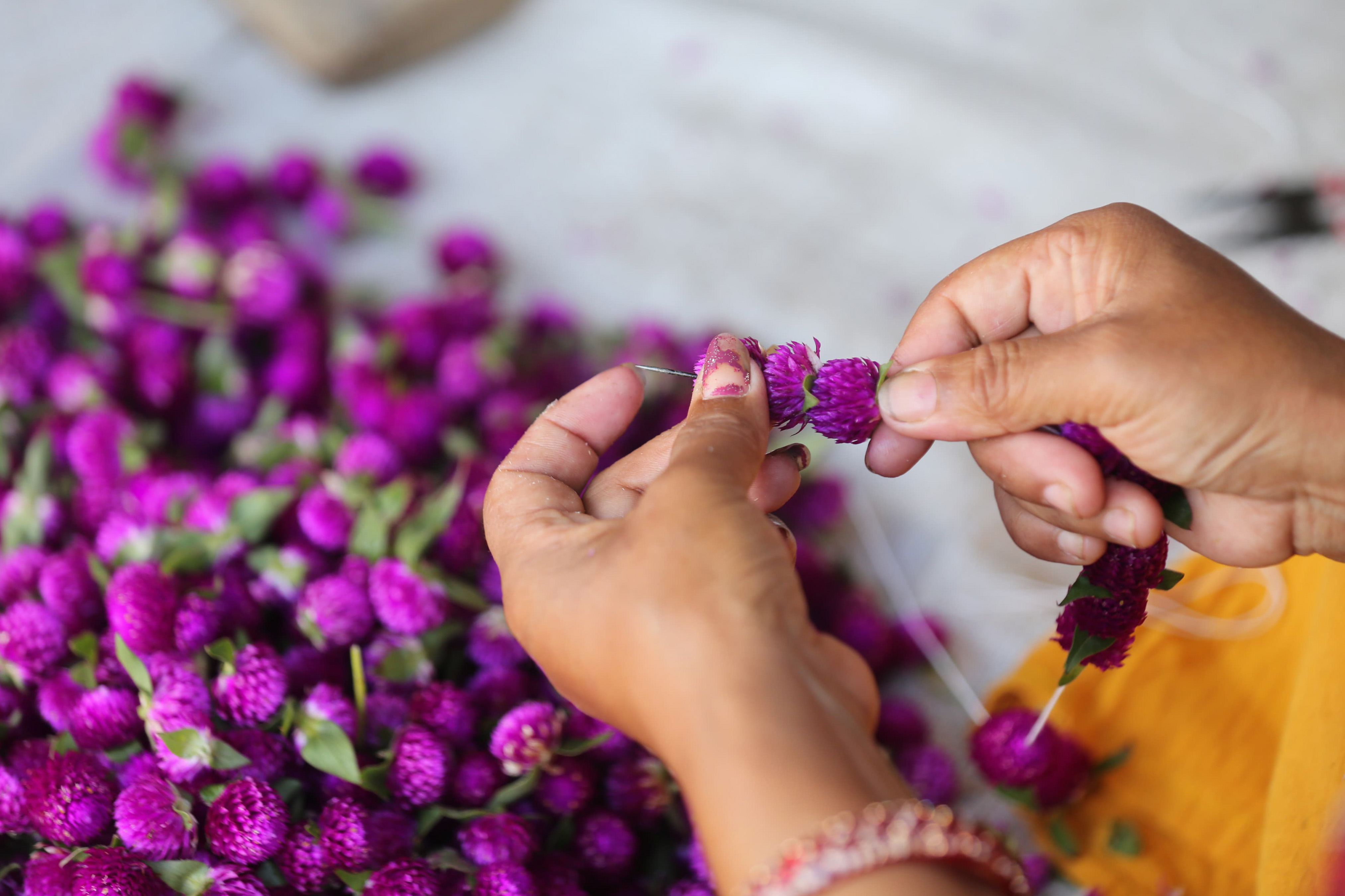 Makhamali-flower_Gundu_-Bhaktapur_-(12)-1759985868.jpg