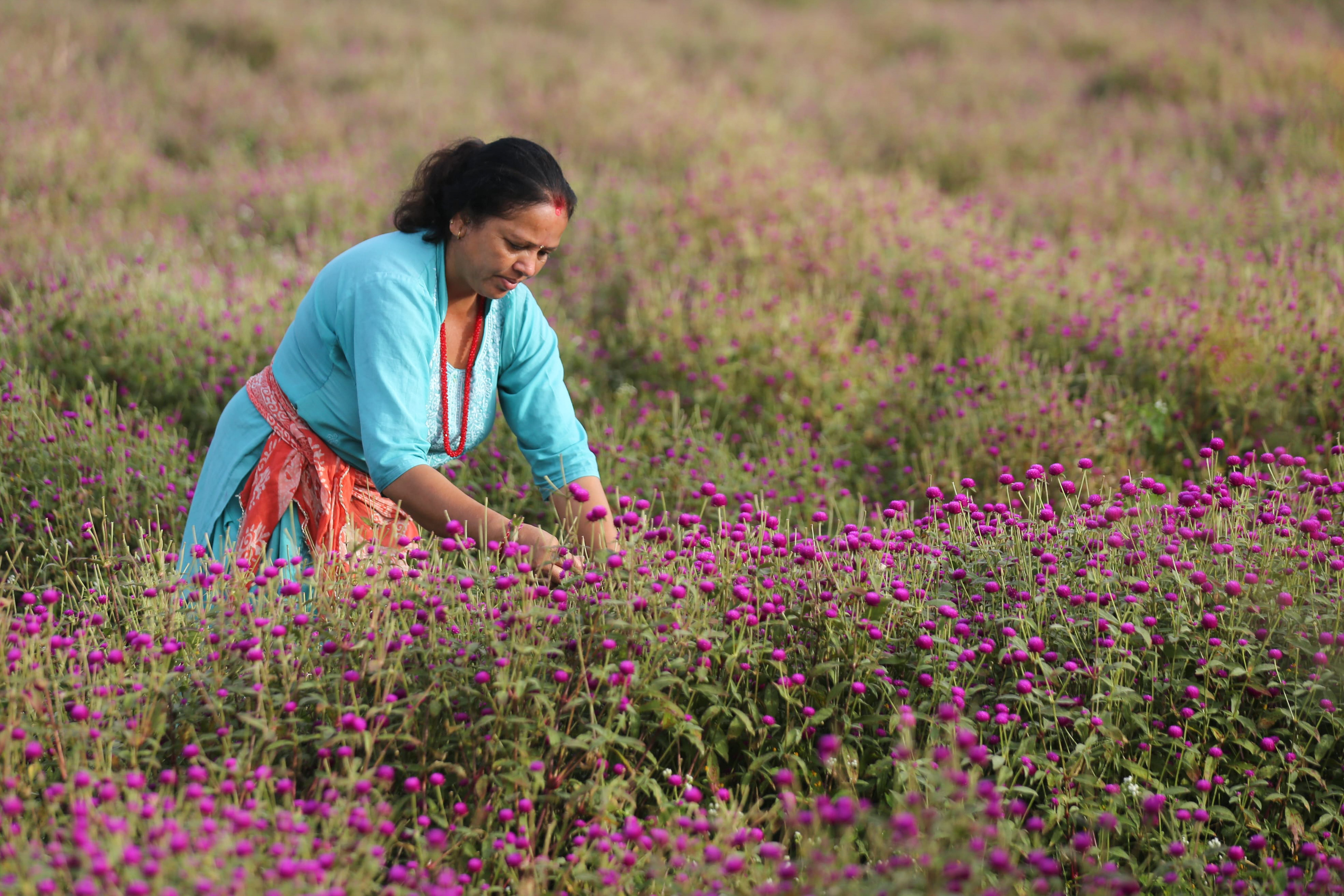 Makhamali-flower_Gundu_-Bhaktapur_-(13)-1759985869.jpg