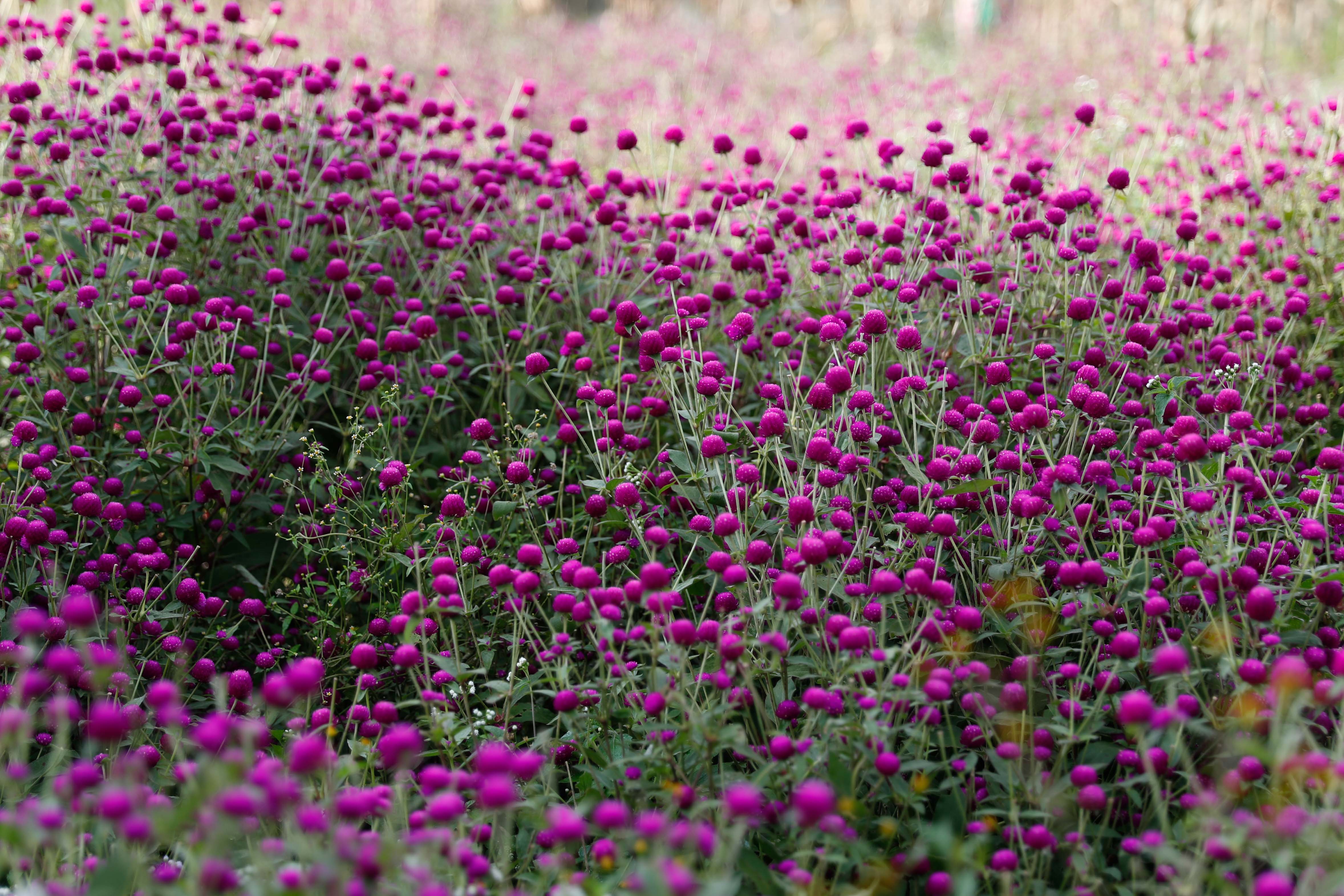 Makhamali-flower_Gundu_-Bhaktapur_-(2)-1759985905.jpg