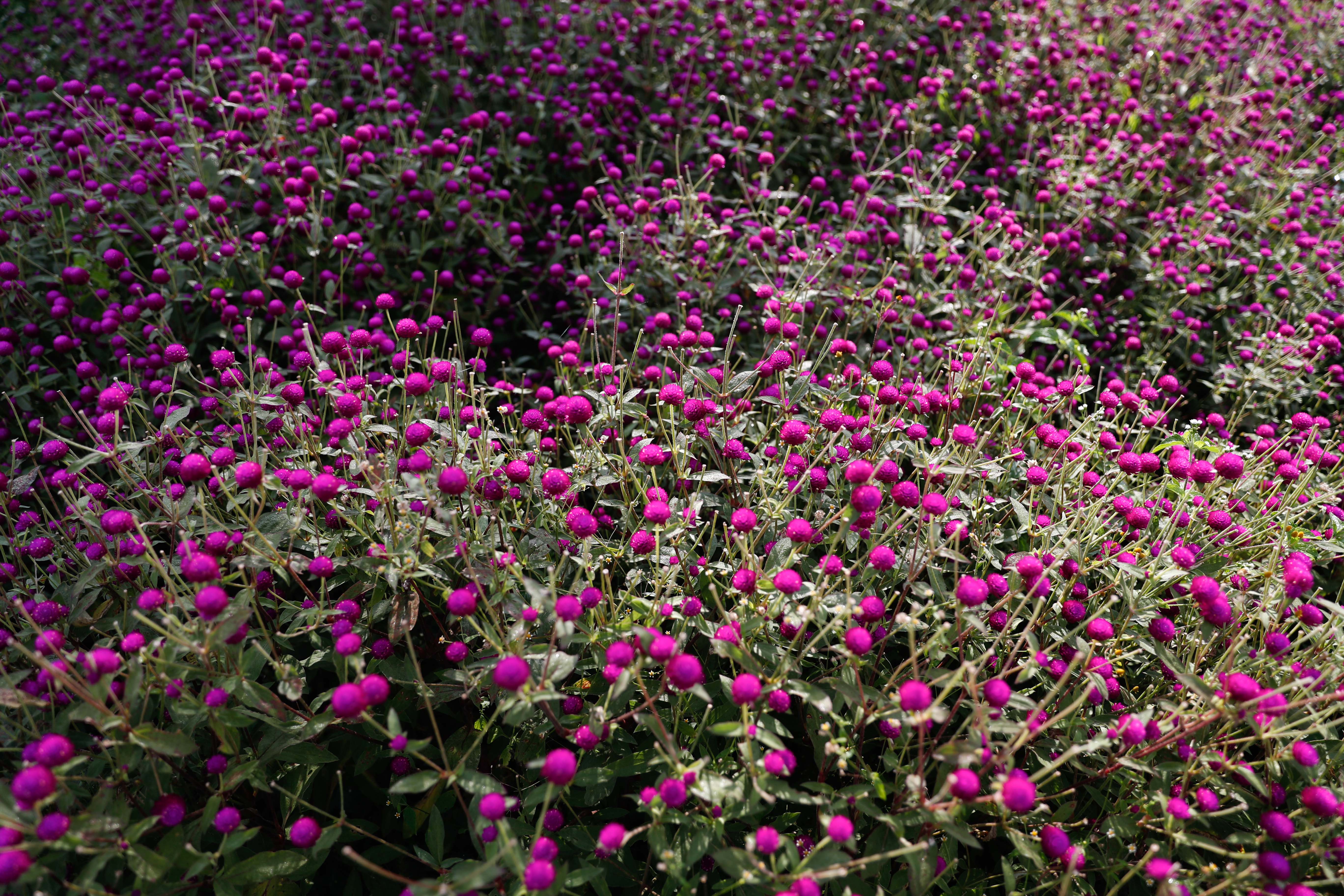 Makhamali-flower_Gundu_-Bhaktapur_-(3)-1759985883.jpg