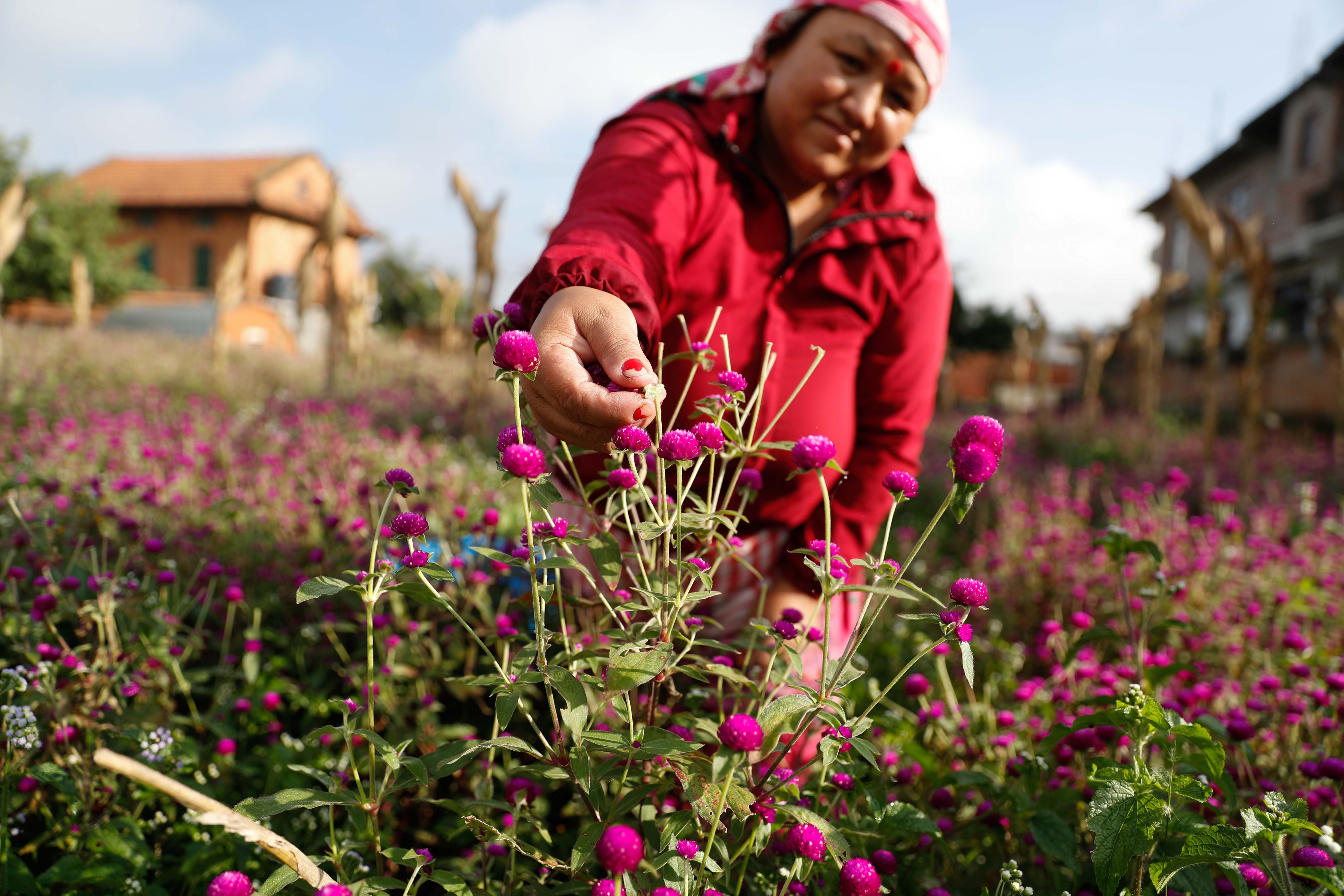 Makhamali-flower_Gundu_-Bhaktapur_-(4)-1759985906.jpg