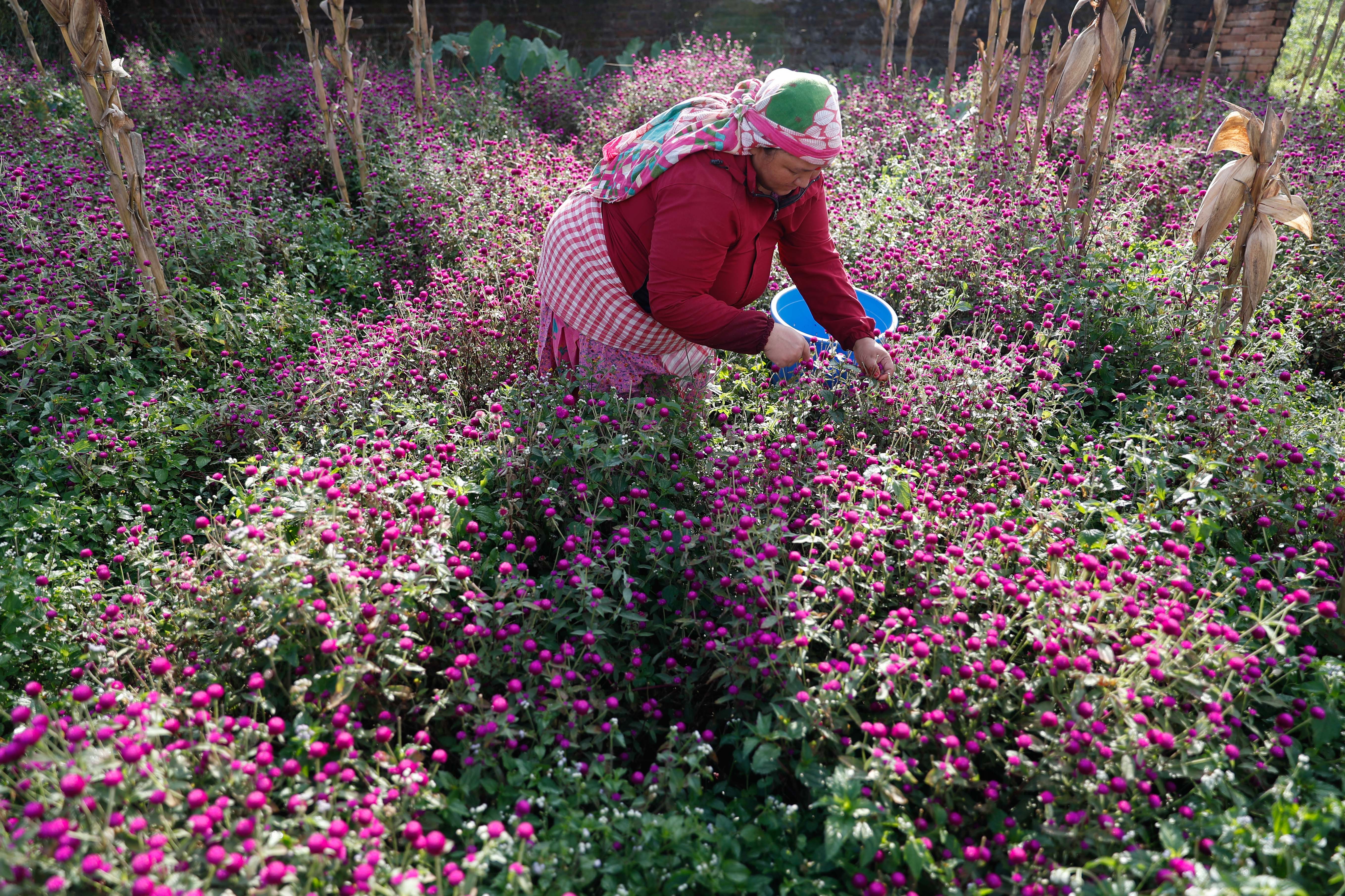Makhamali-flower_Gundu_-Bhaktapur_-(5)-1759985880.jpg