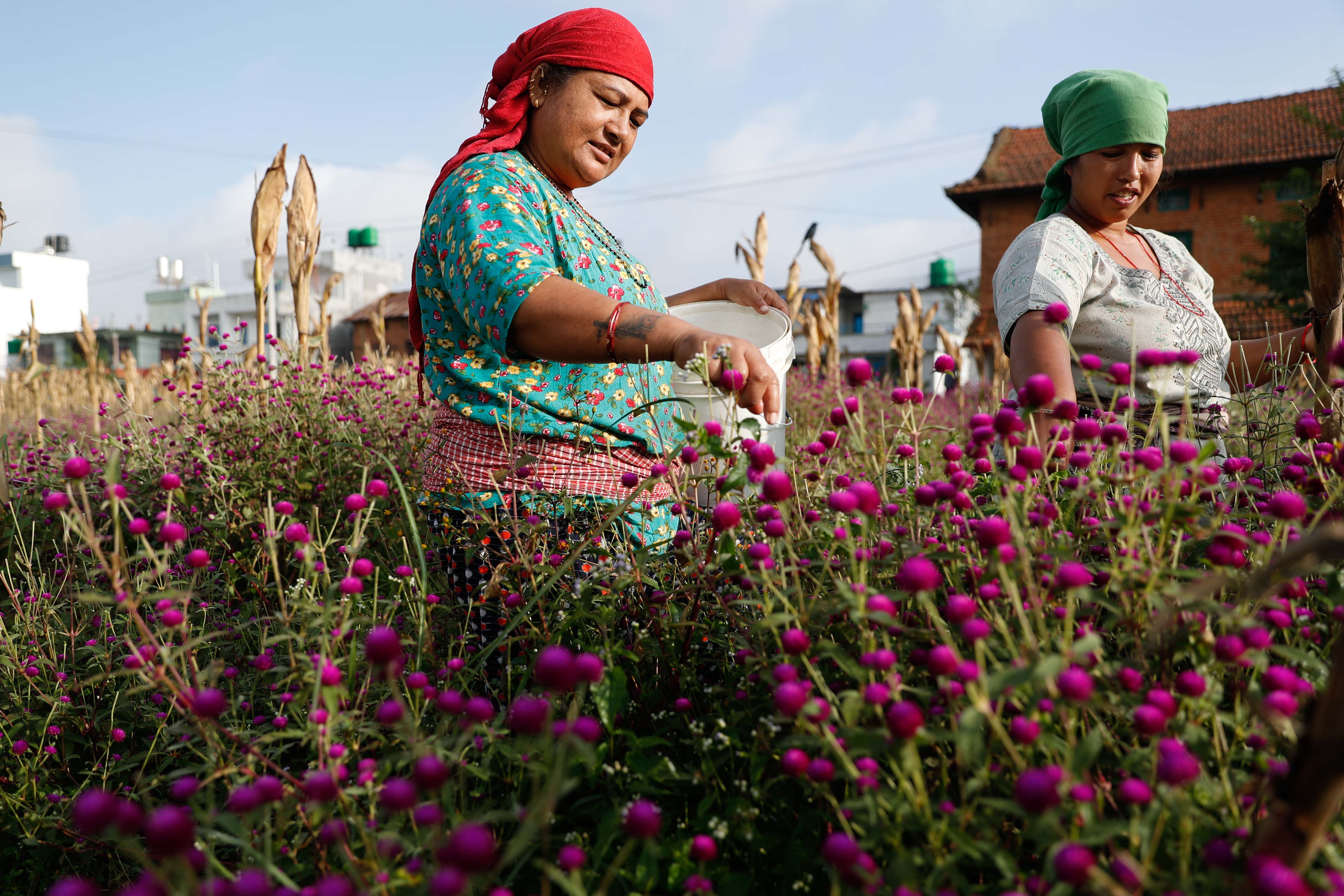 Makhamali-flower_Gundu_-Bhaktapur_-(6)-1759985895.jpg