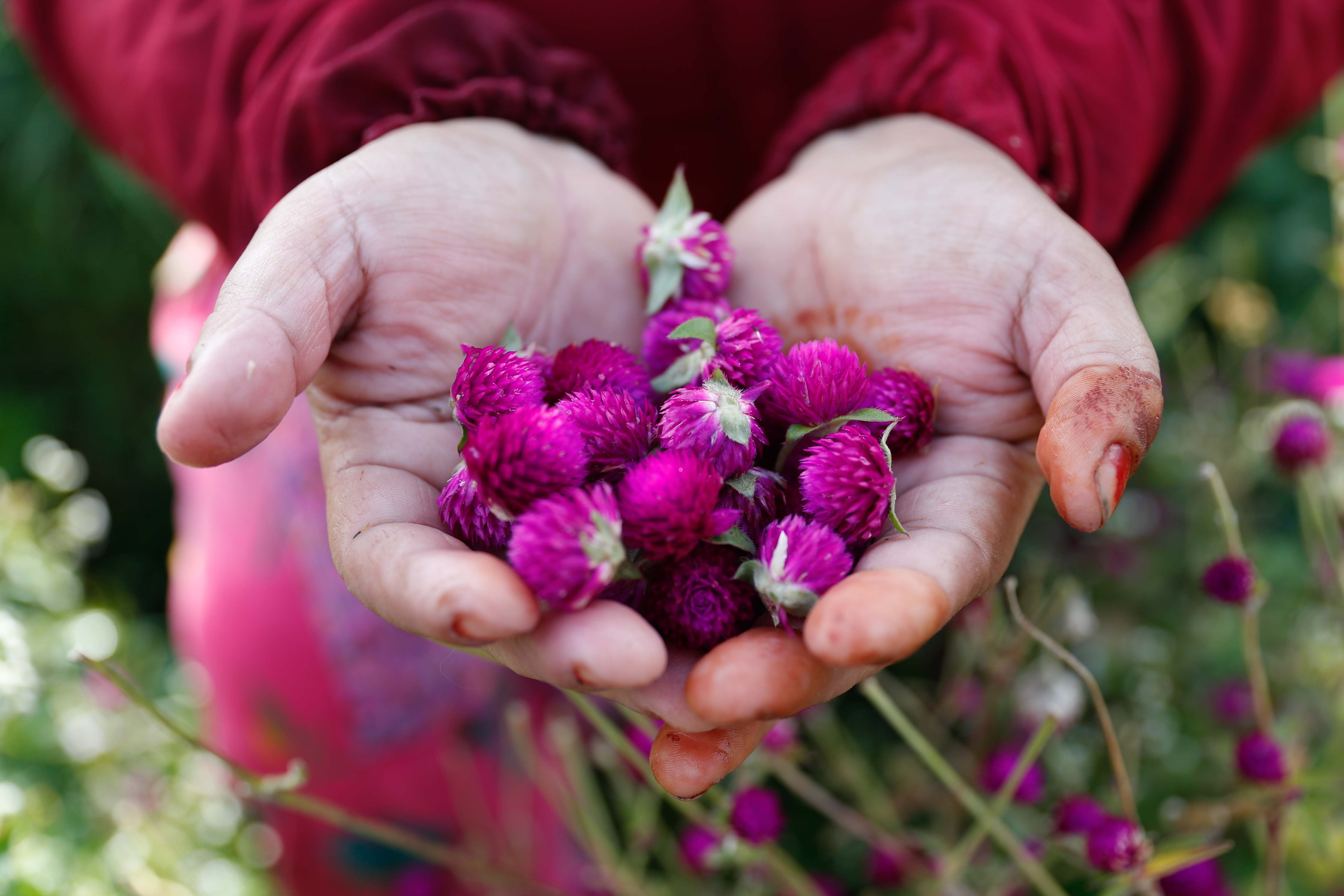 Makhamali-flower_Gundu_-Bhaktapur_-(7)-1759985918.jpg