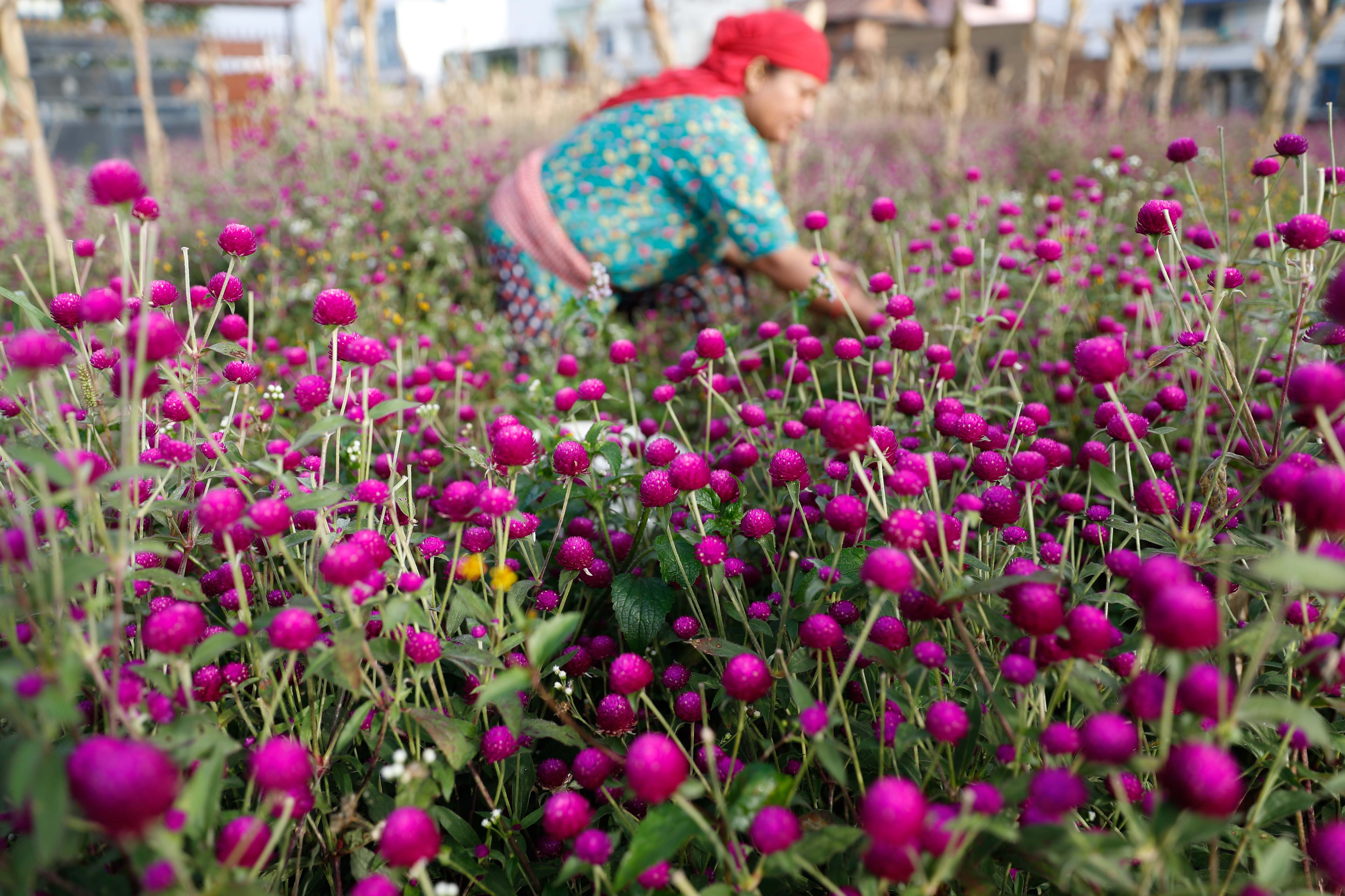 Makhamali-flower_Gundu_-Bhaktapur_-(8)-1759985914.jpg