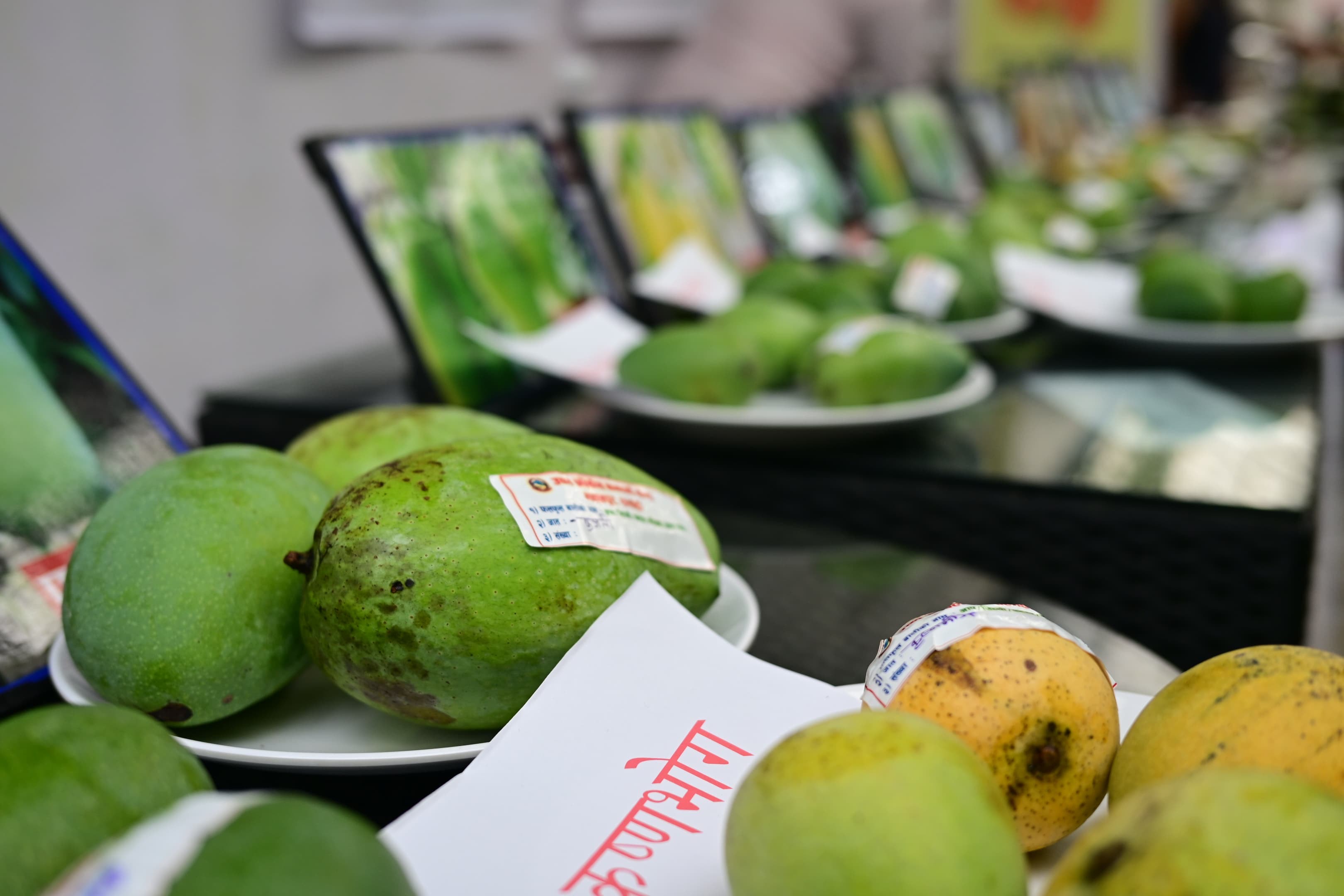 Mango-mela-(10)-1751019026.jpeg