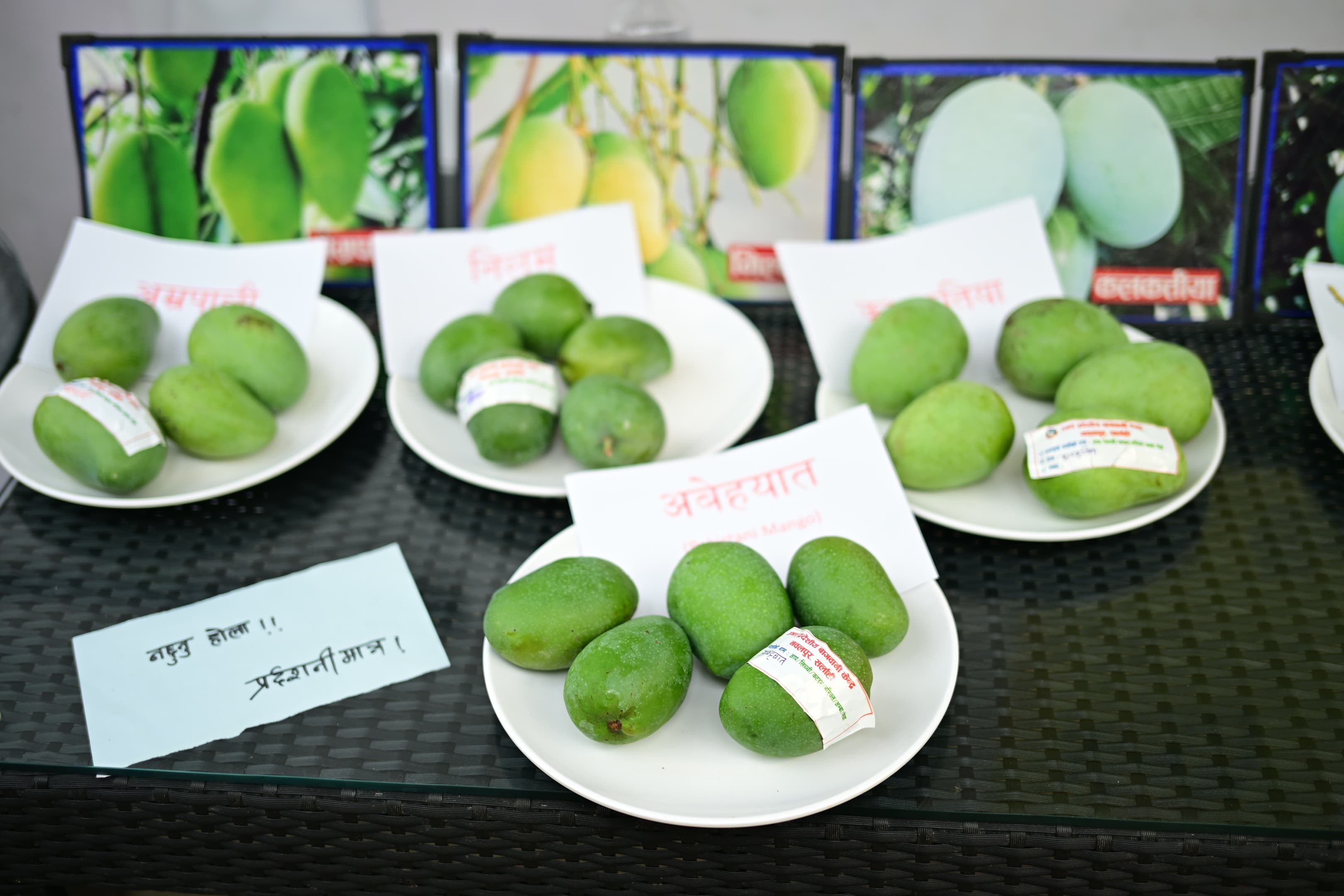Mango-mela-(11)-1751019027.jpeg