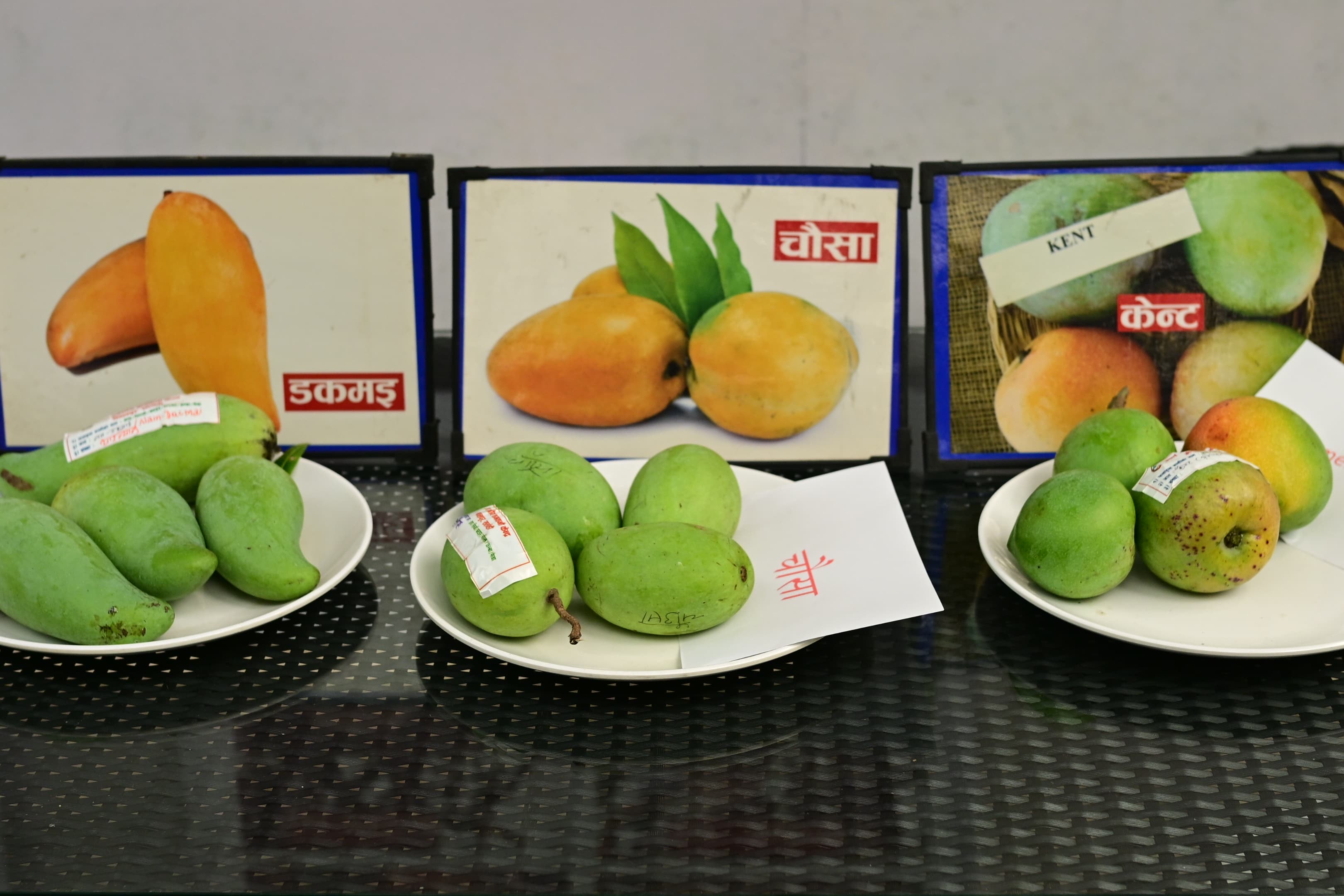 Mango-mela-(14)-1751019029.jpeg