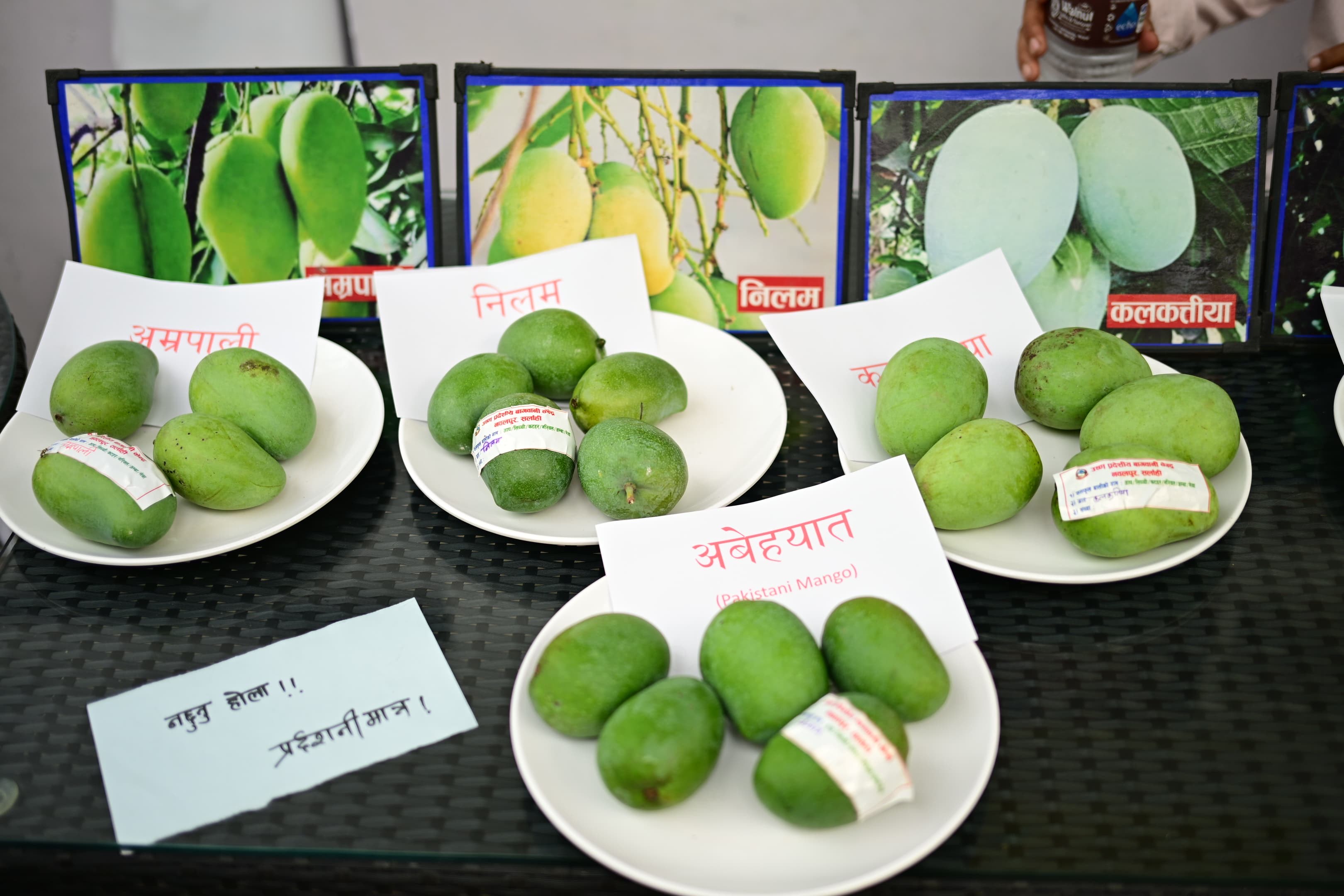 Mango-mela-(15)-1751019030.jpeg