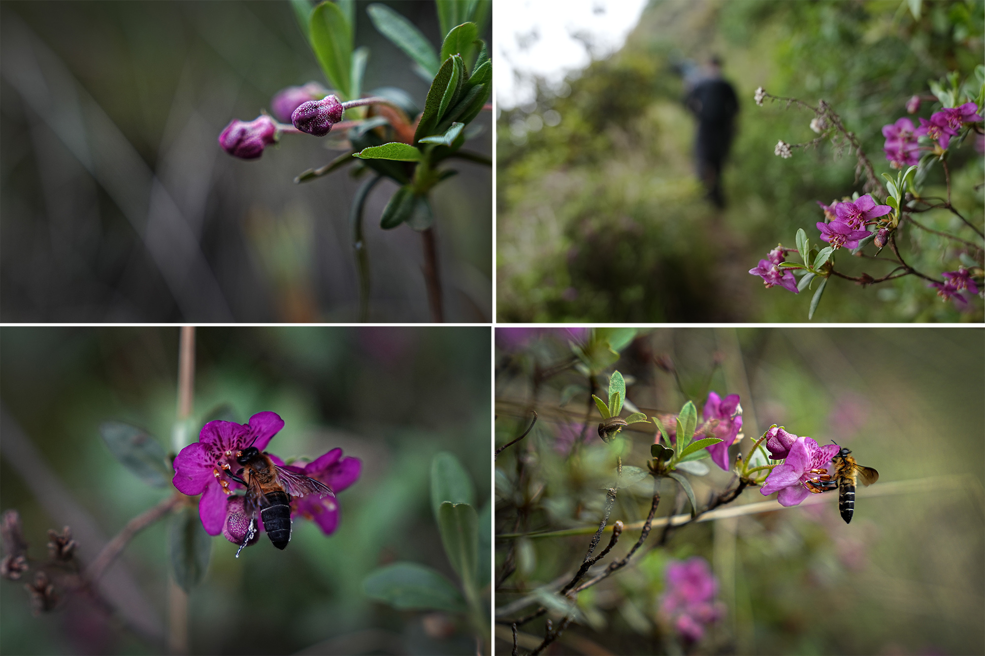 Merge_Flower_Helambu-trail_NPL-1782532569.jpg