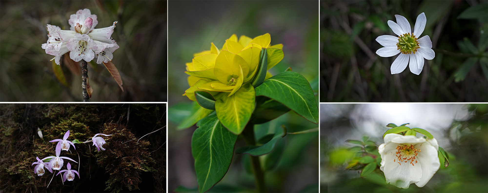 Merge_Flower_Helambu_NPL-(1)-1782532569.jpg