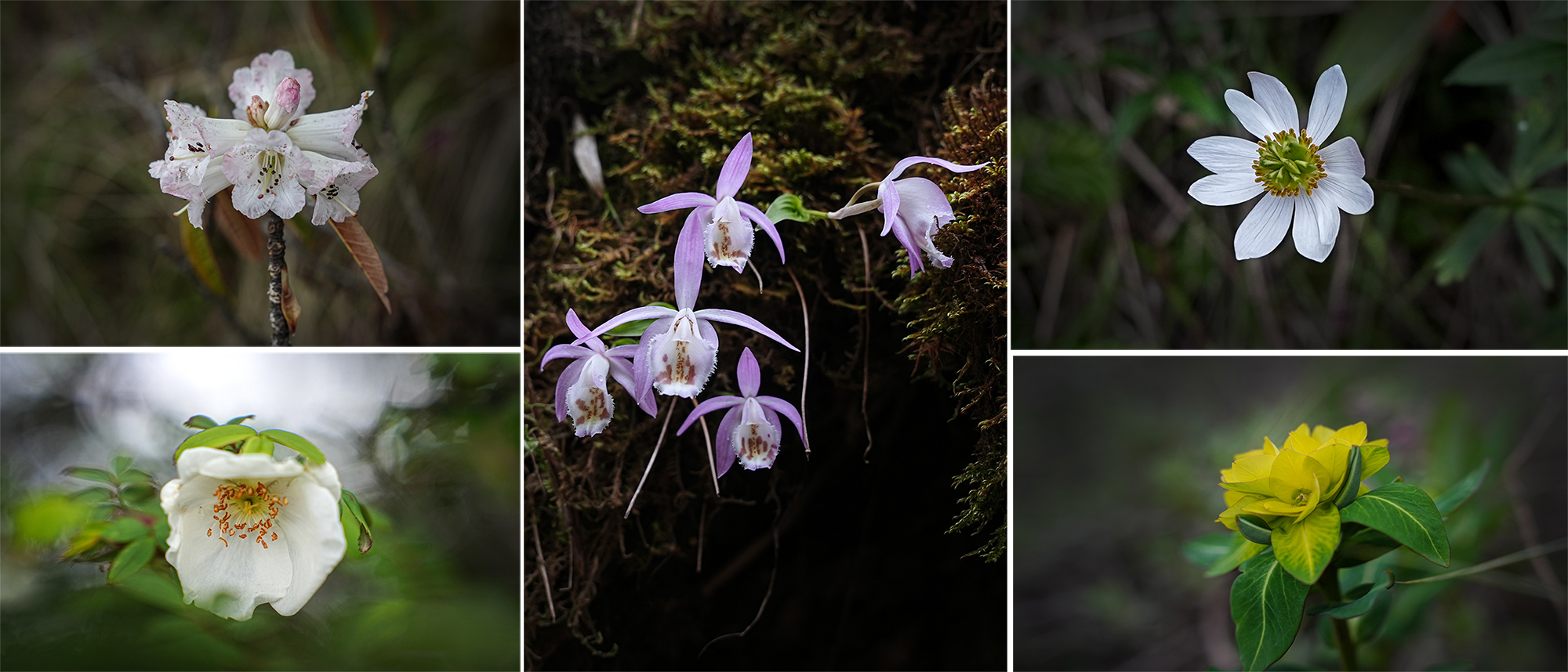 Merge_Flower_Helambu_NPL-(2)-1782532570.jpg