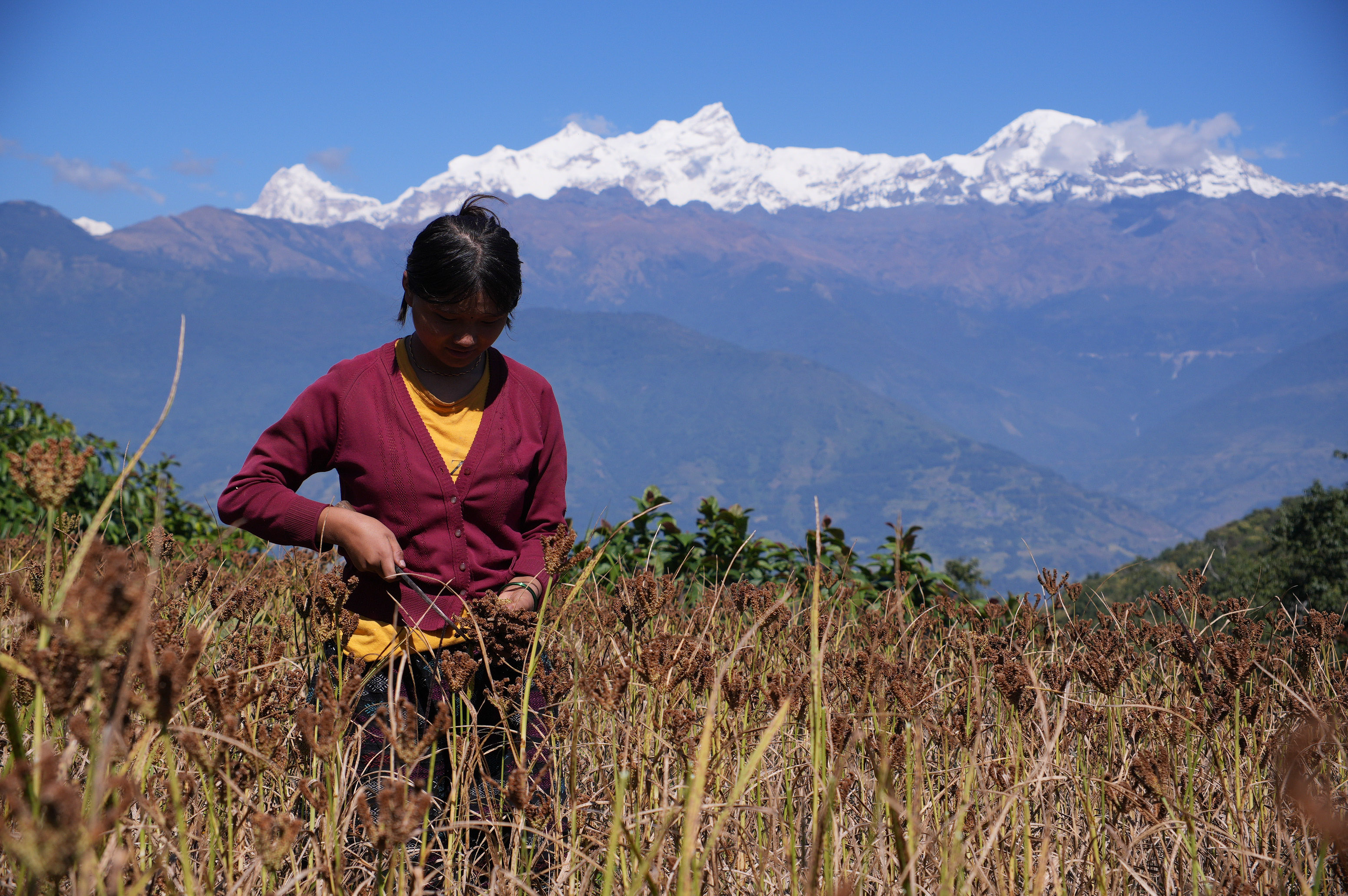 Millet-Harvesting_Gorkha_Dharapani-2467-1792834555.jpg