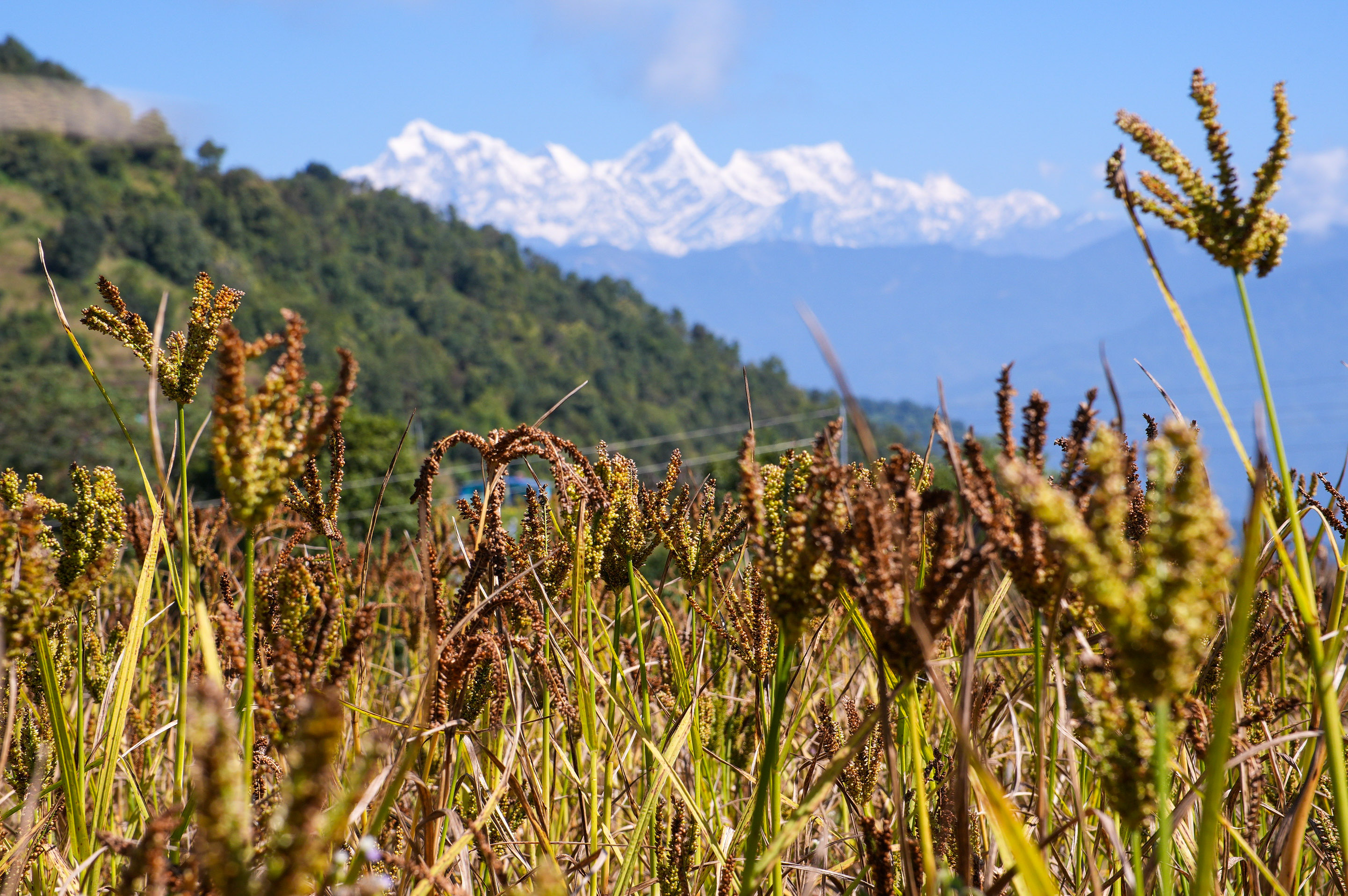 Millet-Harvesting_Gorkha_Dharapani-2468-1792834555.jpg