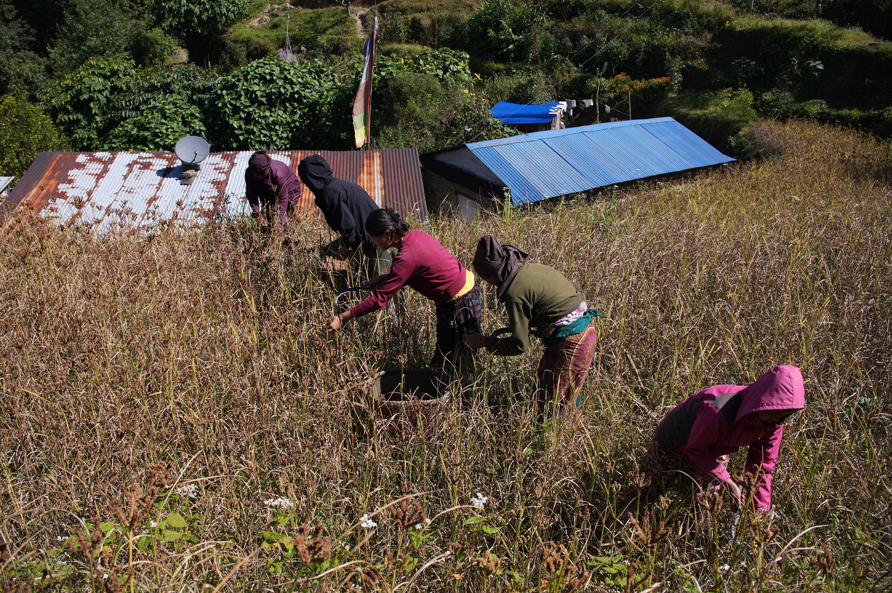 Millet-Harvesting_Gorkha_Dharapani-2469-1792834557.jpg