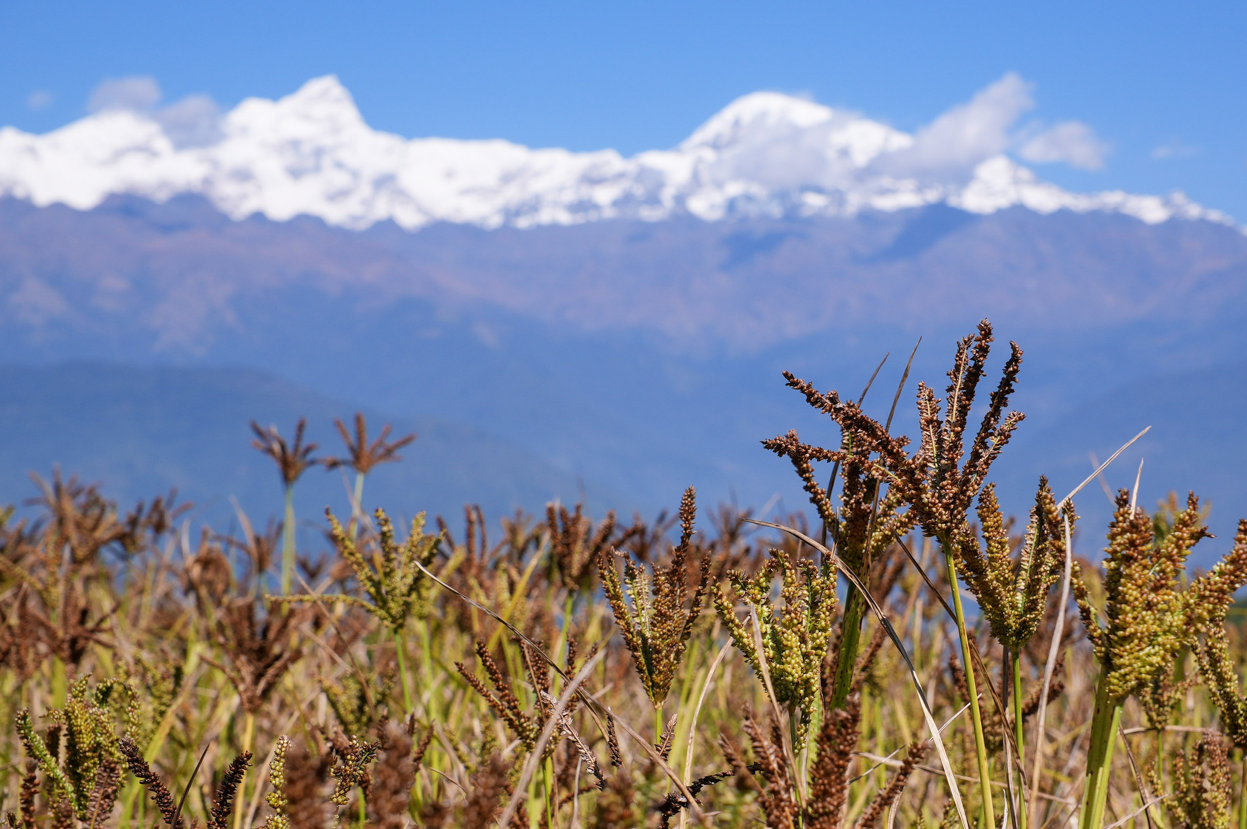 Millet-Harvesting_Gorkha_Dharapani-2470-1792834557.jpg
