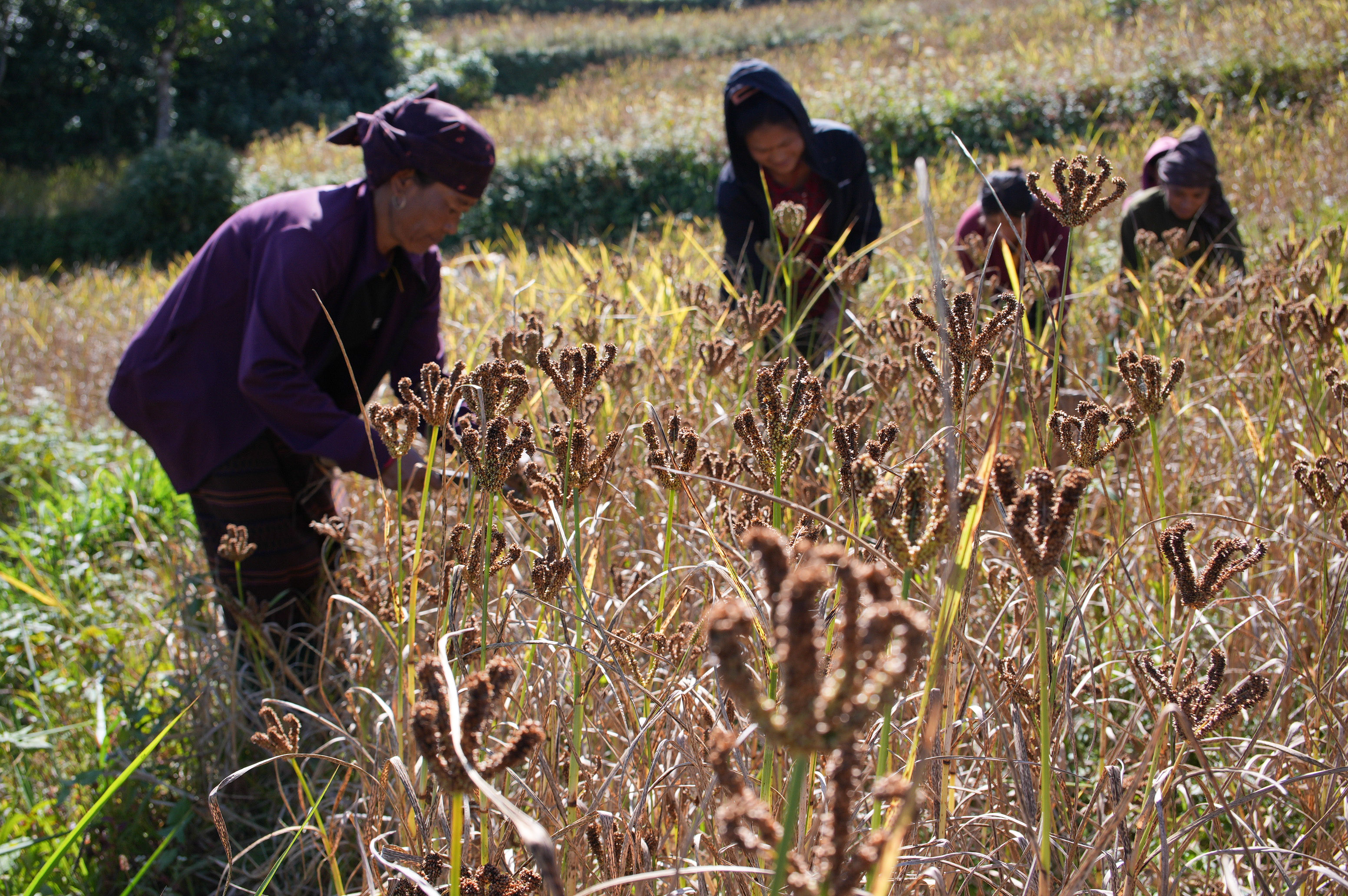 Millet-Harvesting_Gorkha_Dharapani-2471-1792834558.jpg