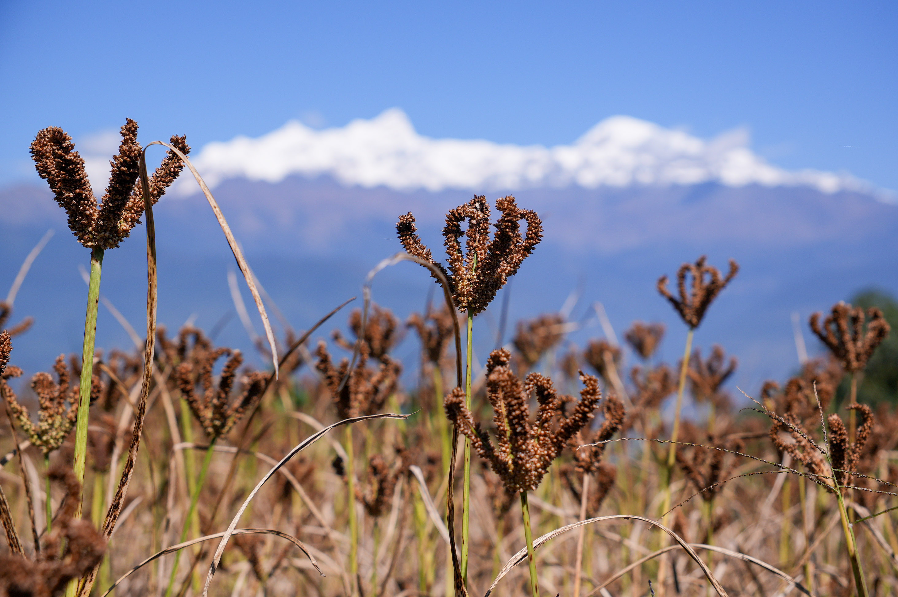 Millet-Harvesting_Gorkha_Dharapani-2472-1792834558.jpg