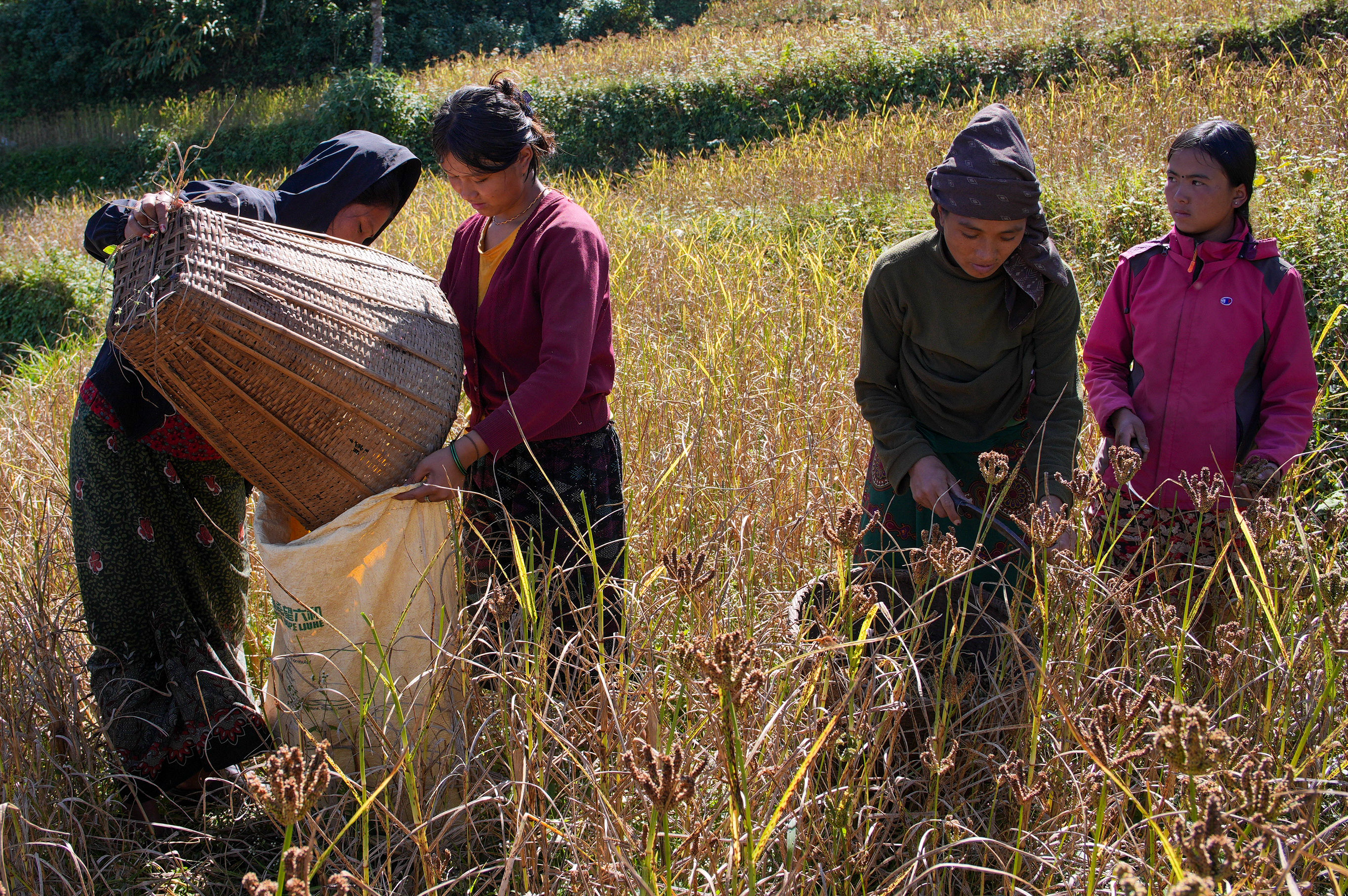 Millet-Harvesting_Gorkha_Dharapani-2473-1792834559.jpg