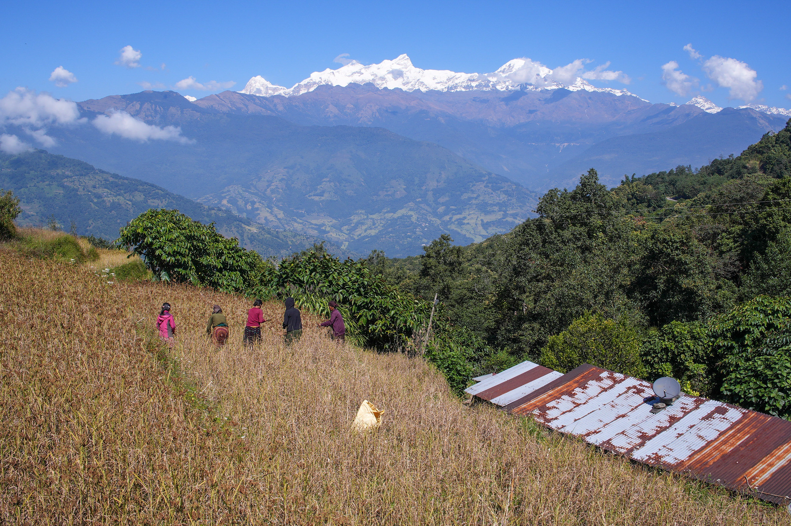 Millet-Harvesting_Gorkha_Dharapani-2474-1792834560.jpg