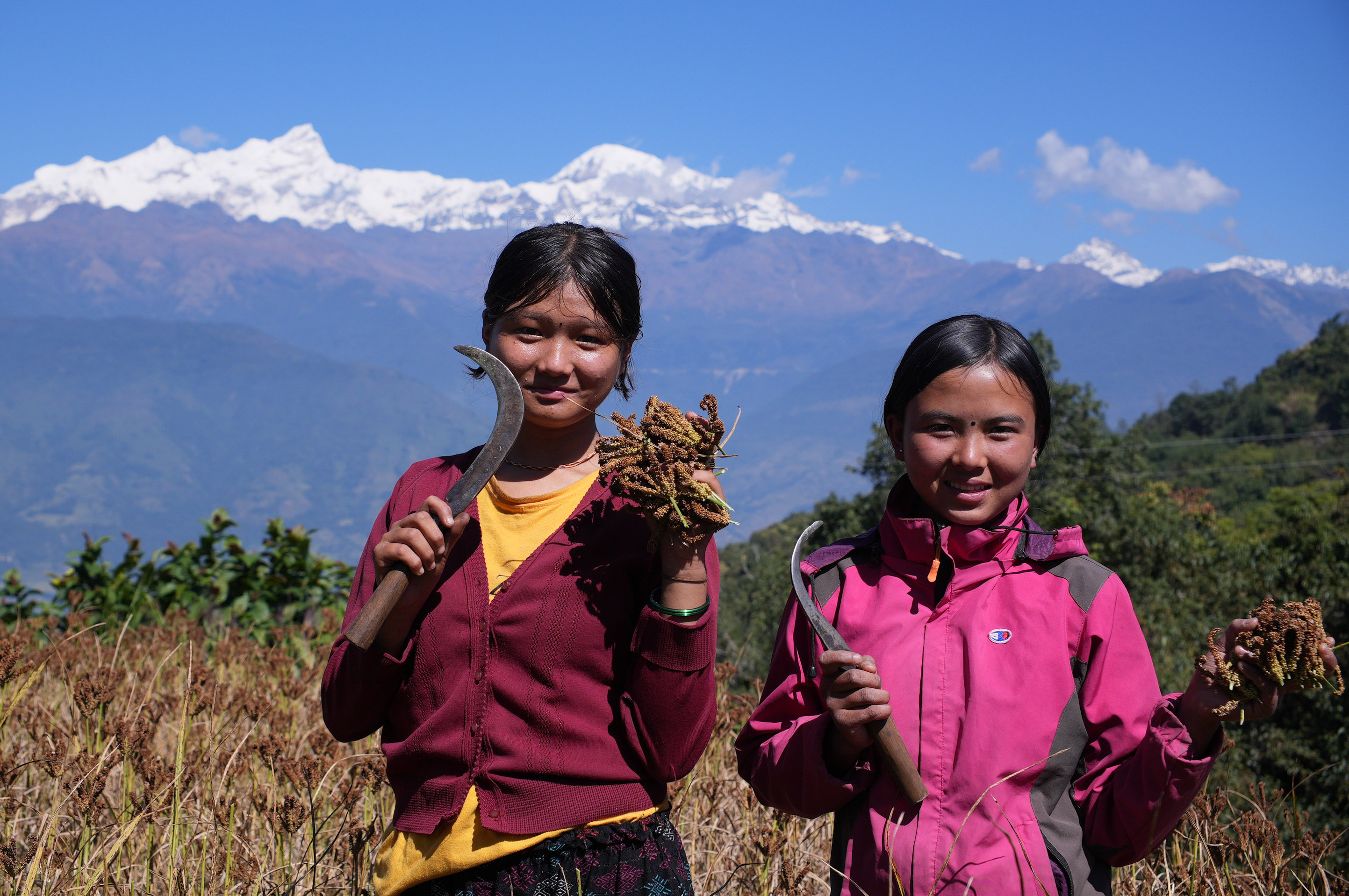 Millet-Harvesting_Gorkha_Dharapani-2475-1792834561.jpg