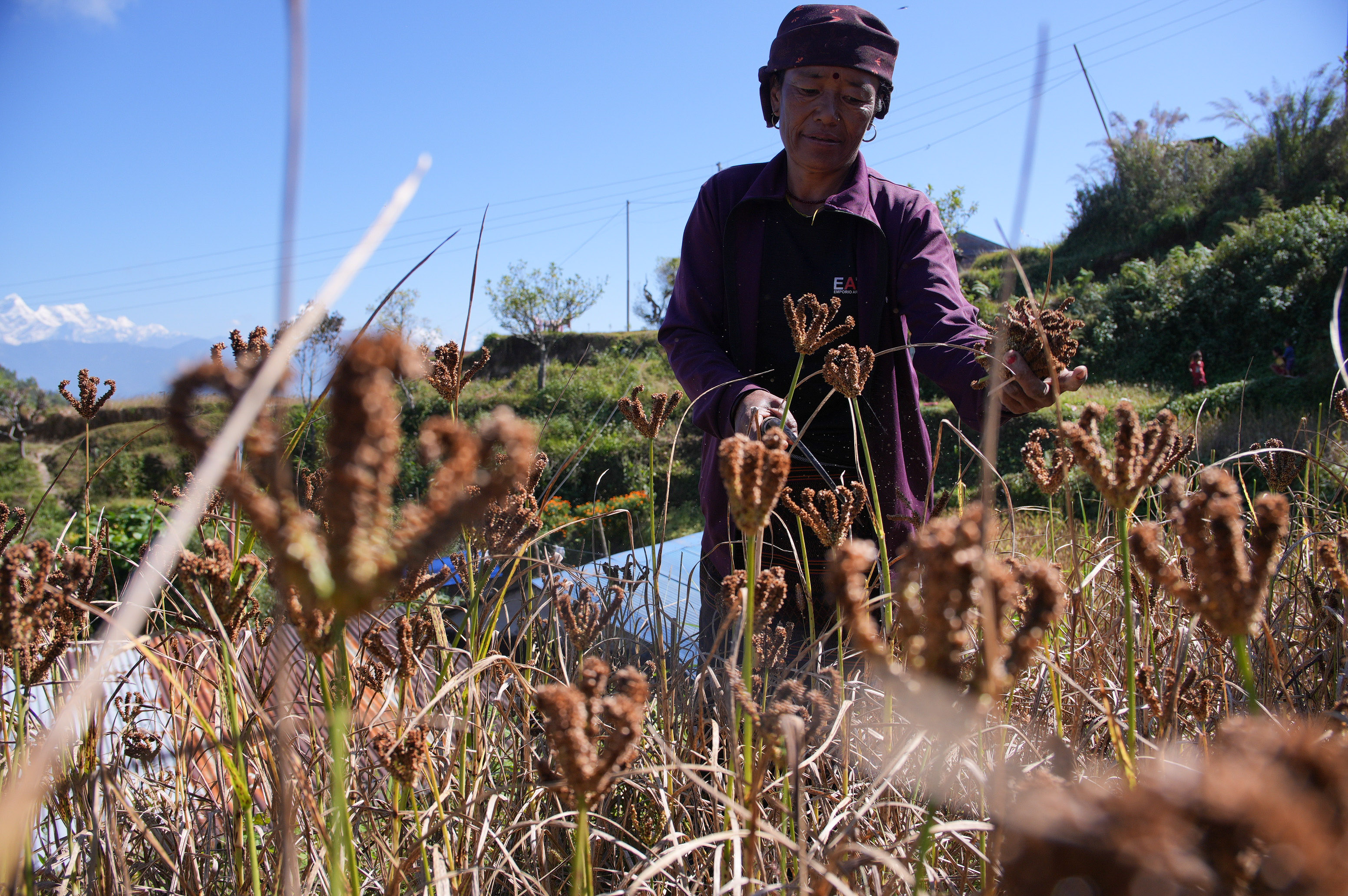 Millet-Harvesting_Gorkha_Dharapani-2476-1792834561.jpg