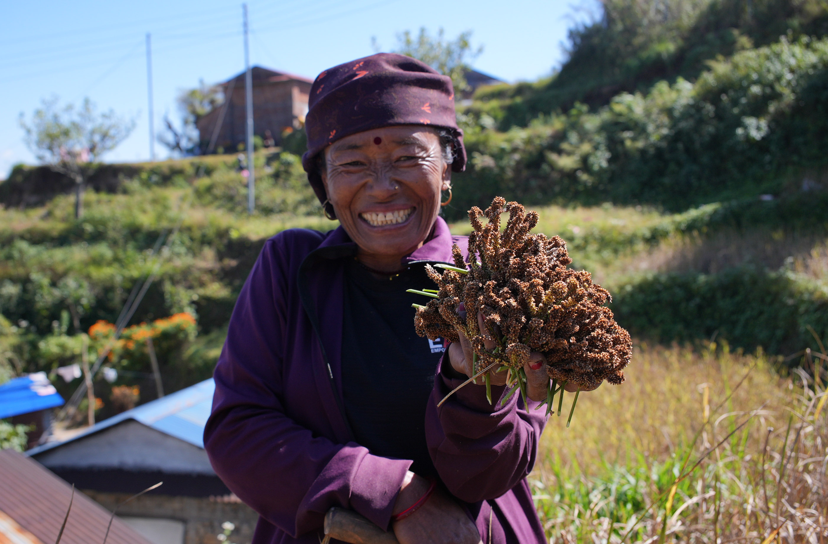 Millet-Harvesting_Gorkha_Dharapani-2477-1792834562.jpg