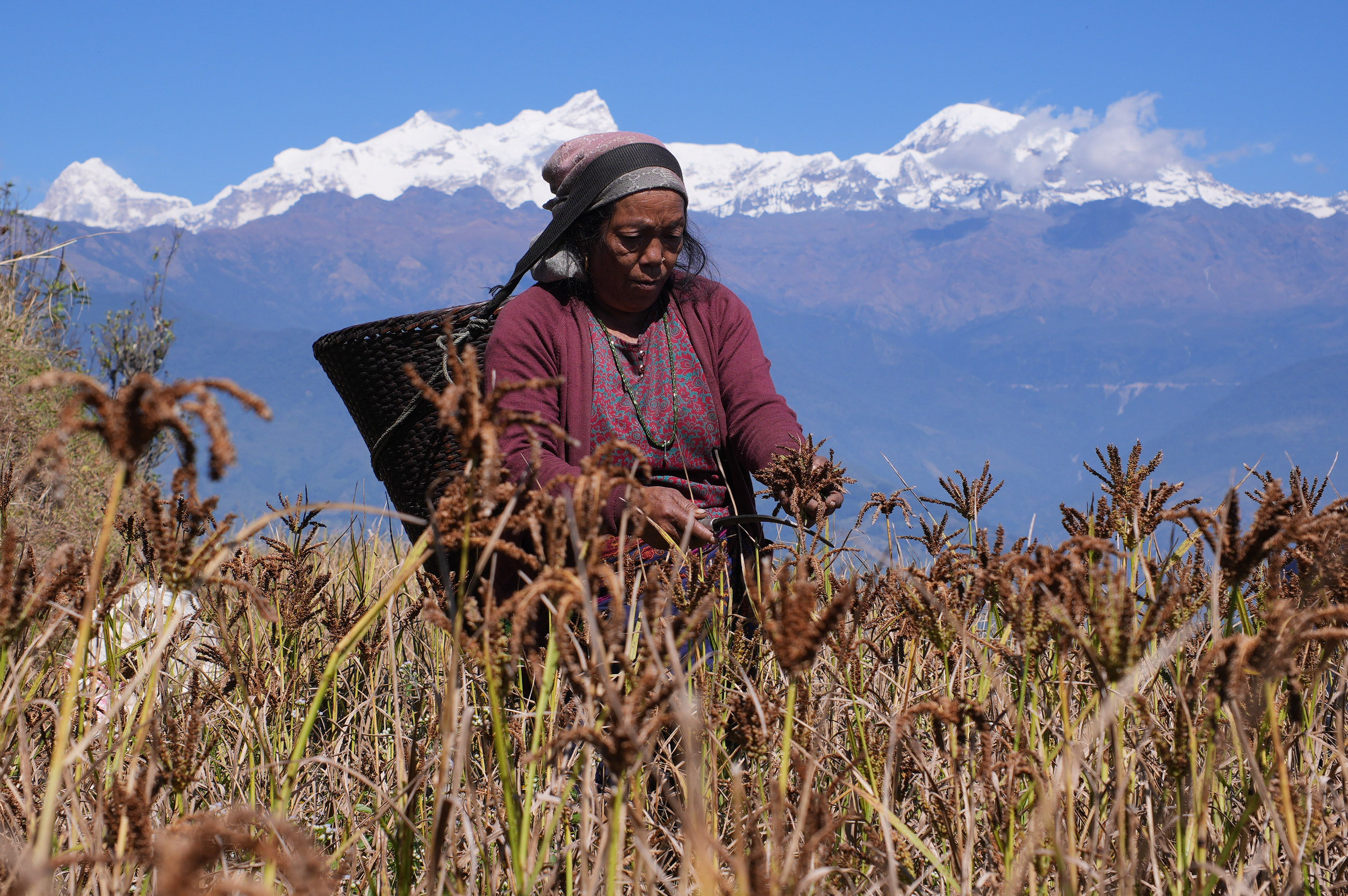 Millet-Harvesting_Gorkha_Dharapani-2479-1792834563.jpg