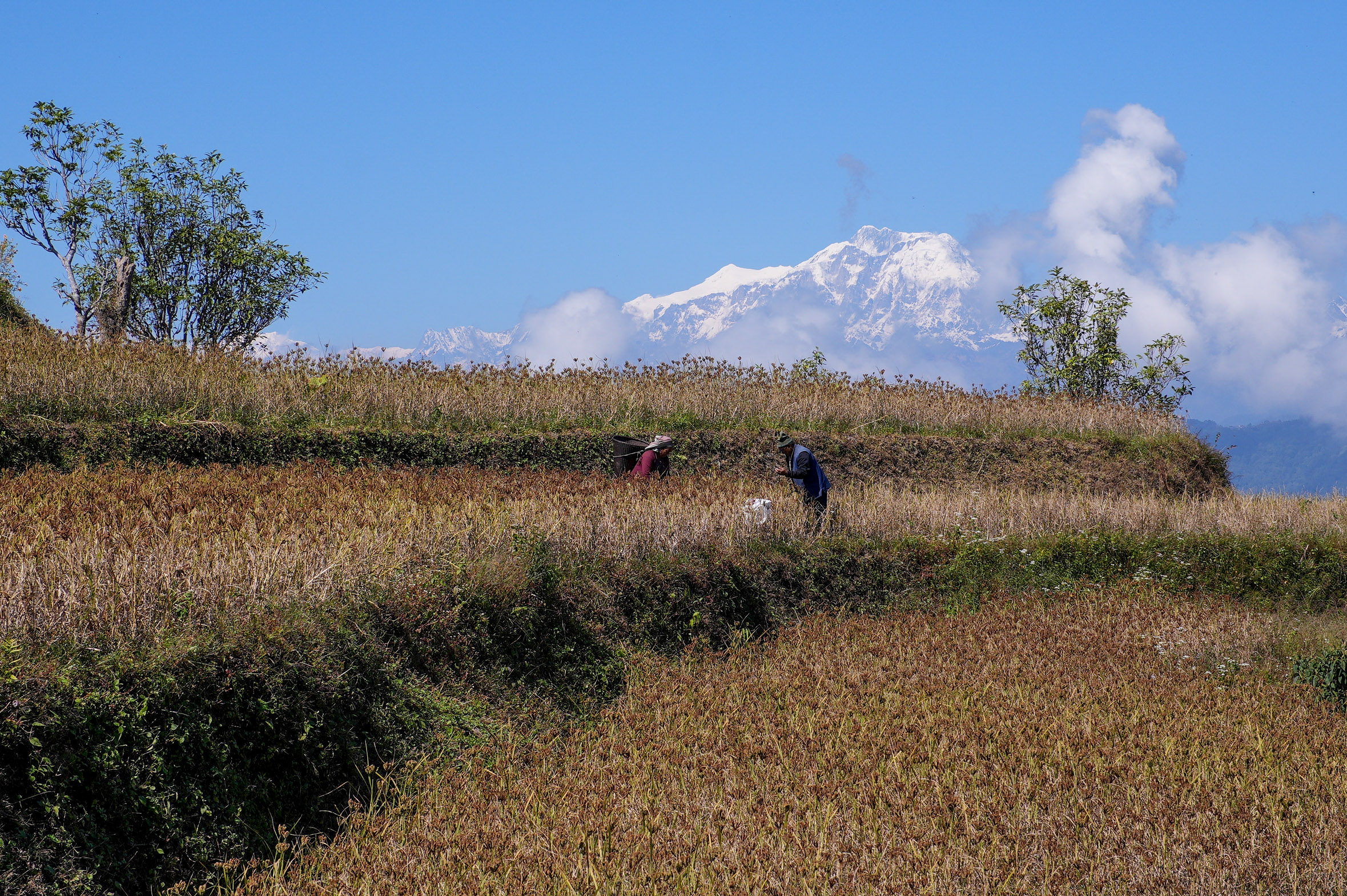 Millet-Harvesting_Gorkha_Dharapani-2480-1792834563.jpg