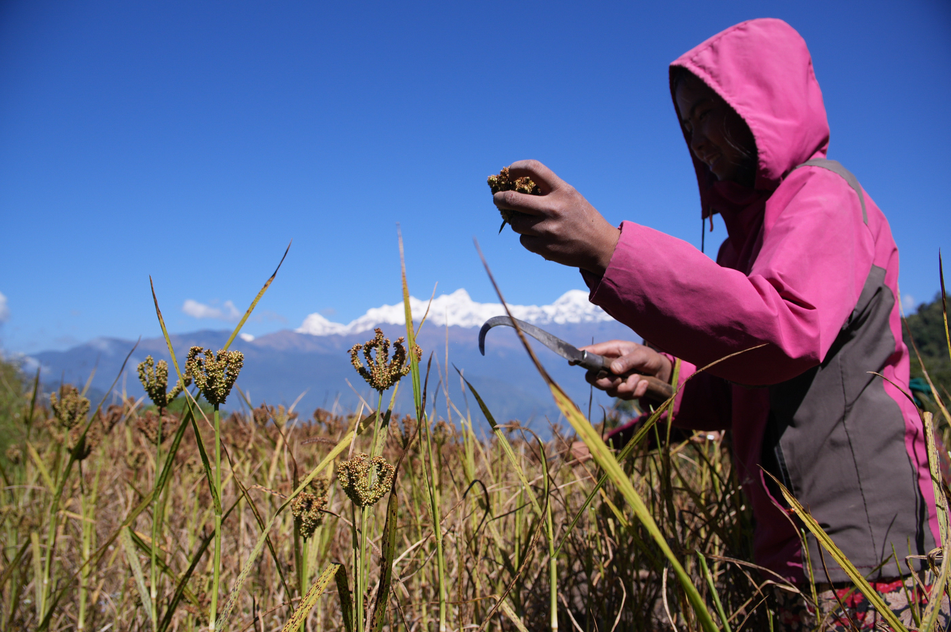 Millet-Harvesting_Gorkha_Dharapani-2481-1792834564.jpg