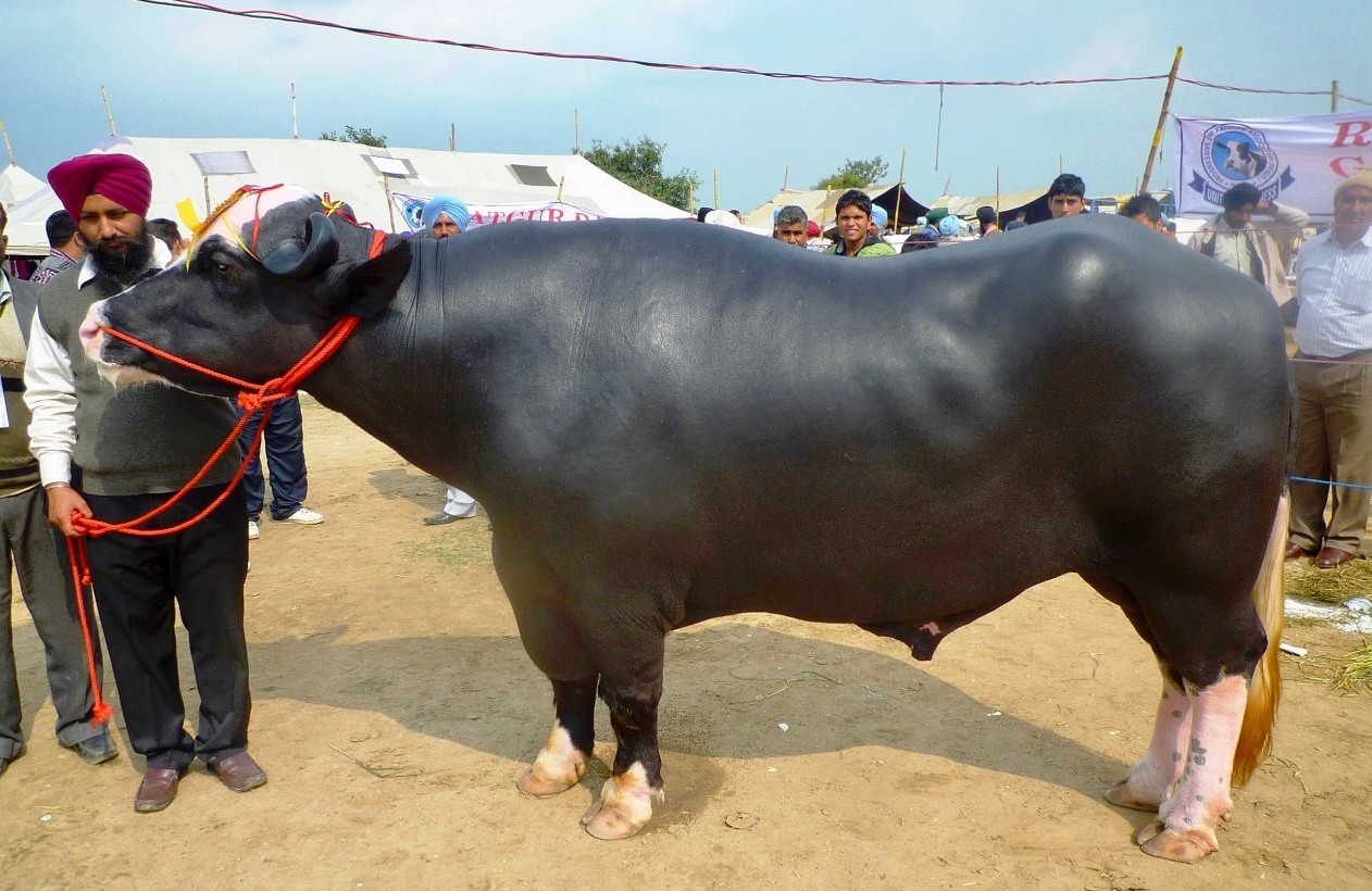 भारतबाट कहिले नेपाल आइपुग्छन् मुर्रा राँगा ?