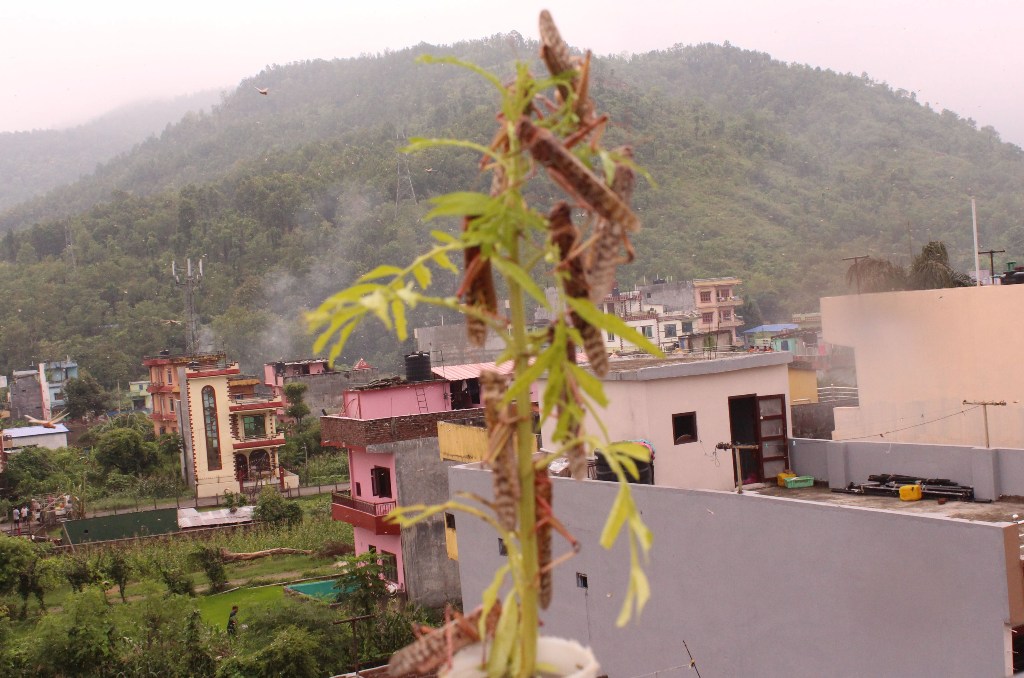 भारतबाट थप नआए सलक सहजै नियन्त्रण हुने