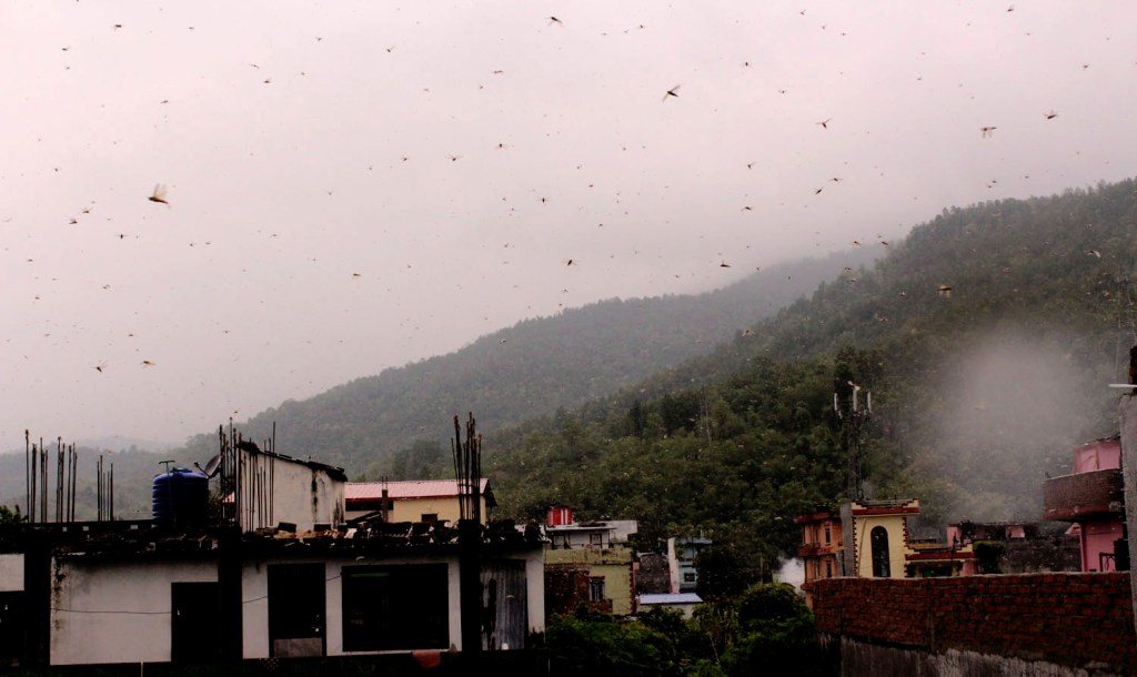 सलह छोपेर ल्याउनेलाई पुरस्कार दिने निर्णय