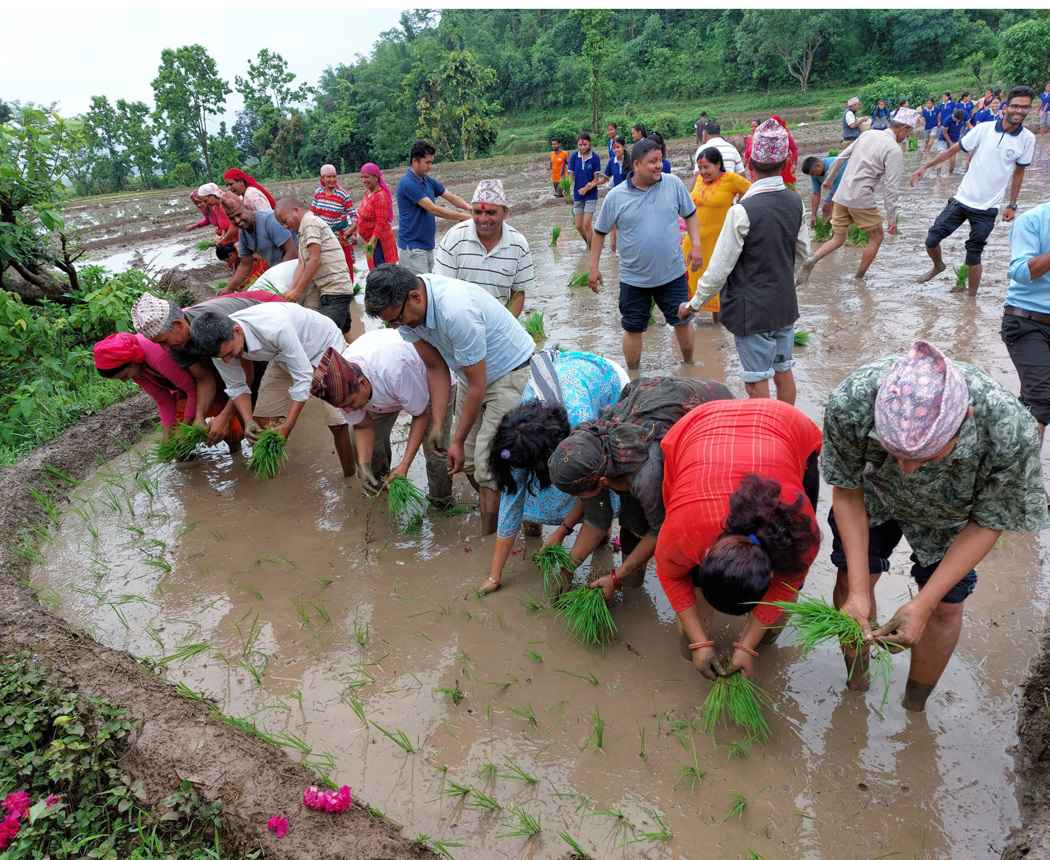 पानी परेपछि दाङका किसान खुसी